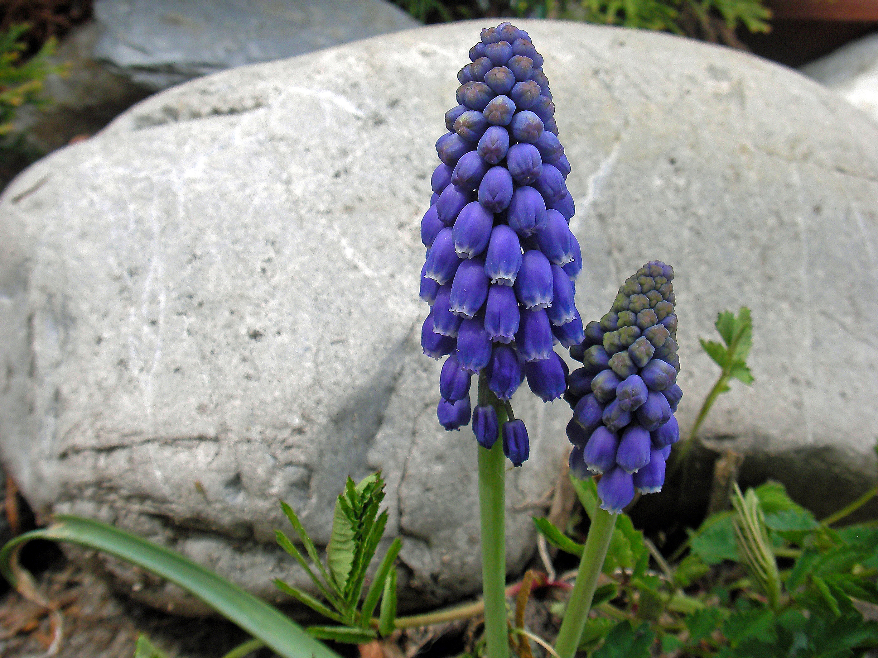 Kleine Traubenhyazinthe