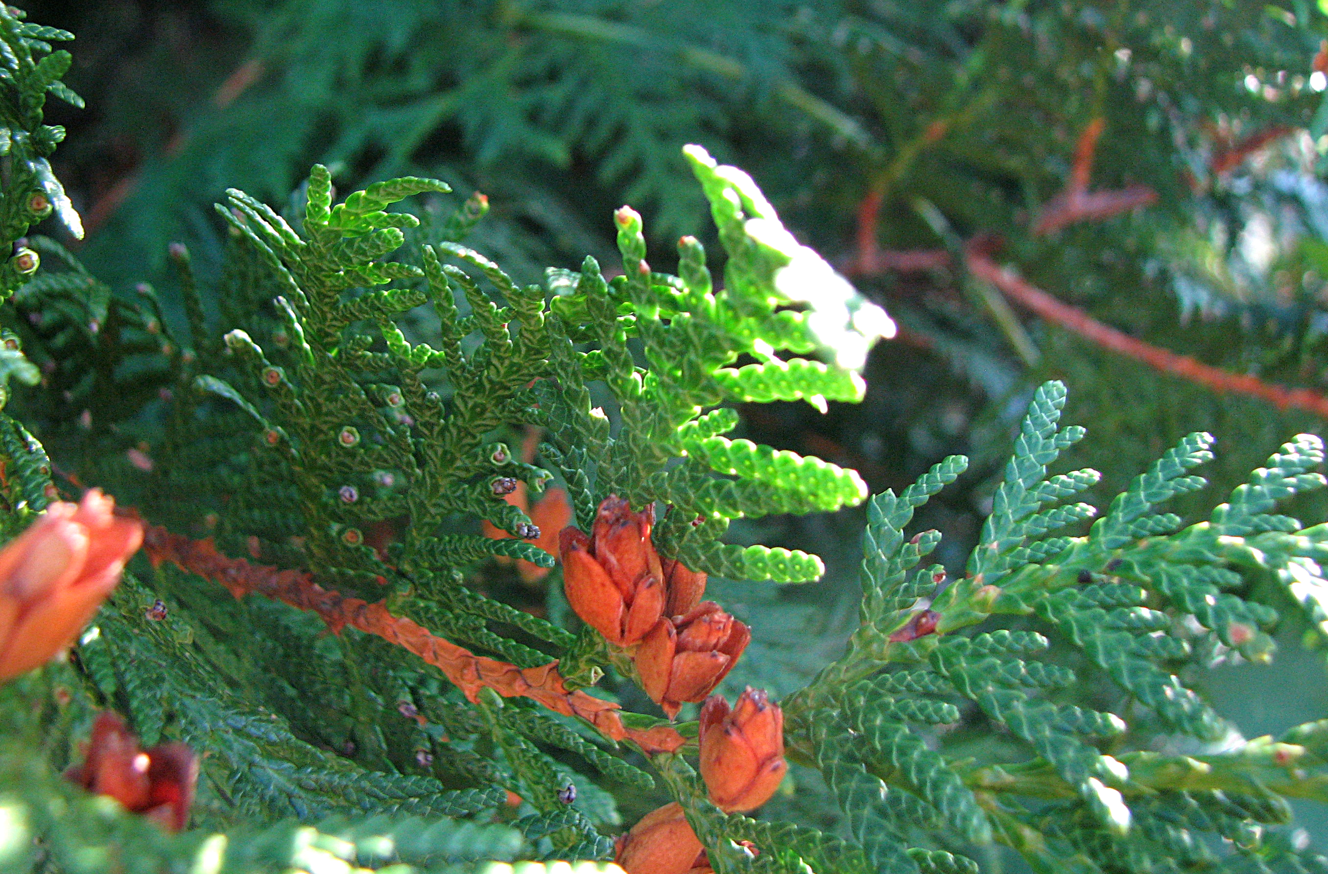 Gewöhnliche Thuja
