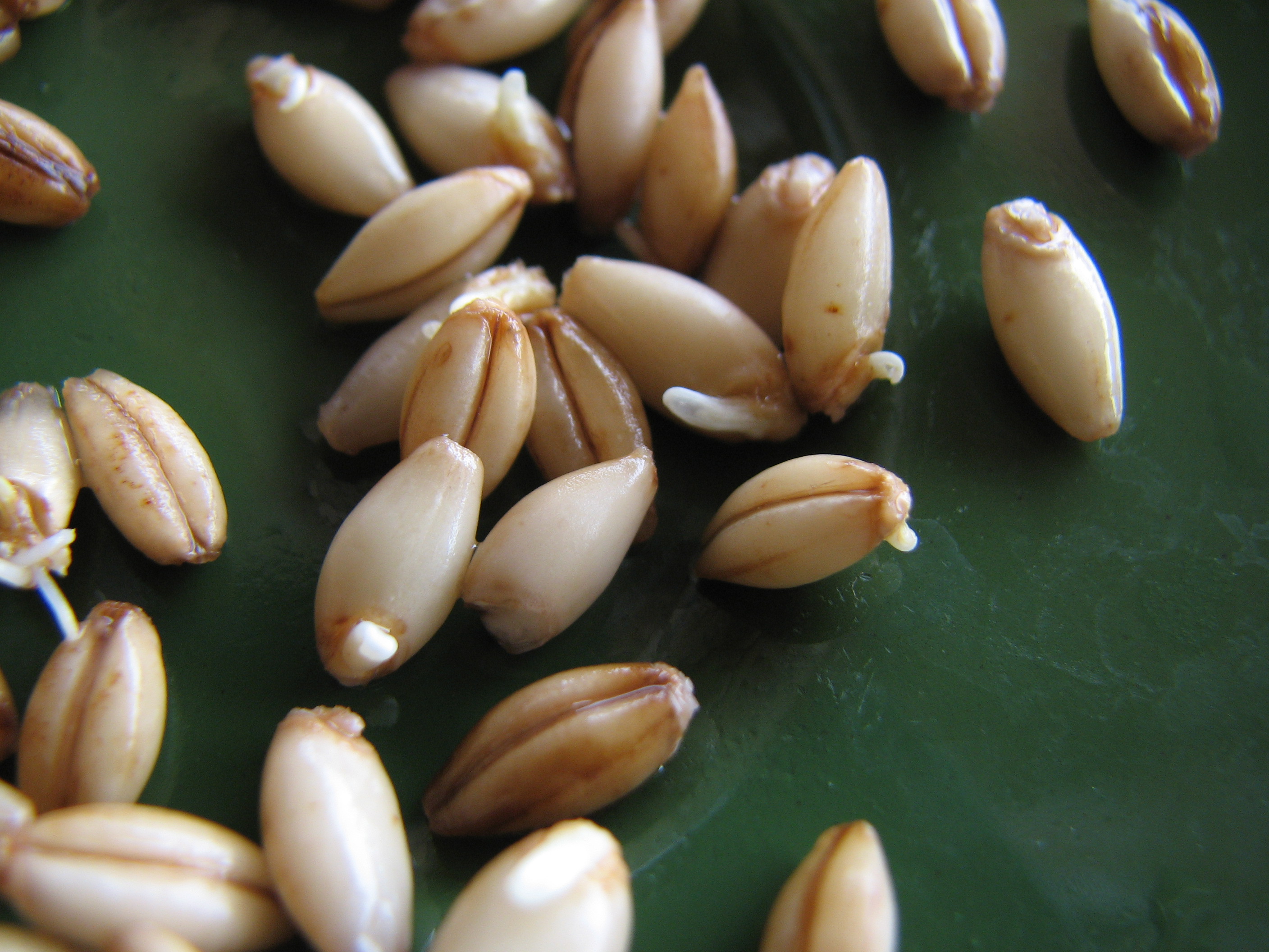 <p>Angekeimte, ungeschälte Gerstenkörner im richtigen Stadium für die Malzherstellung.</p>