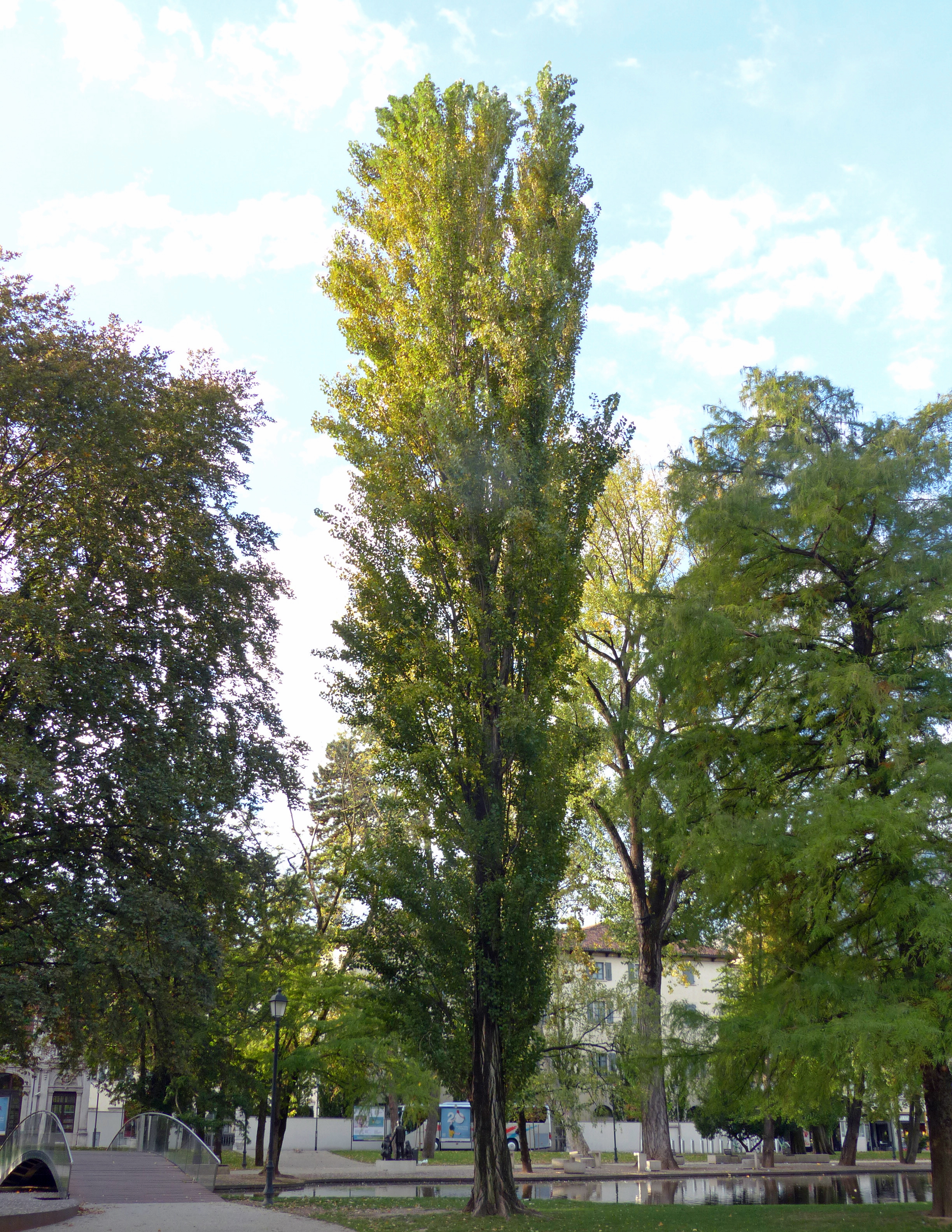 Säulenpappel