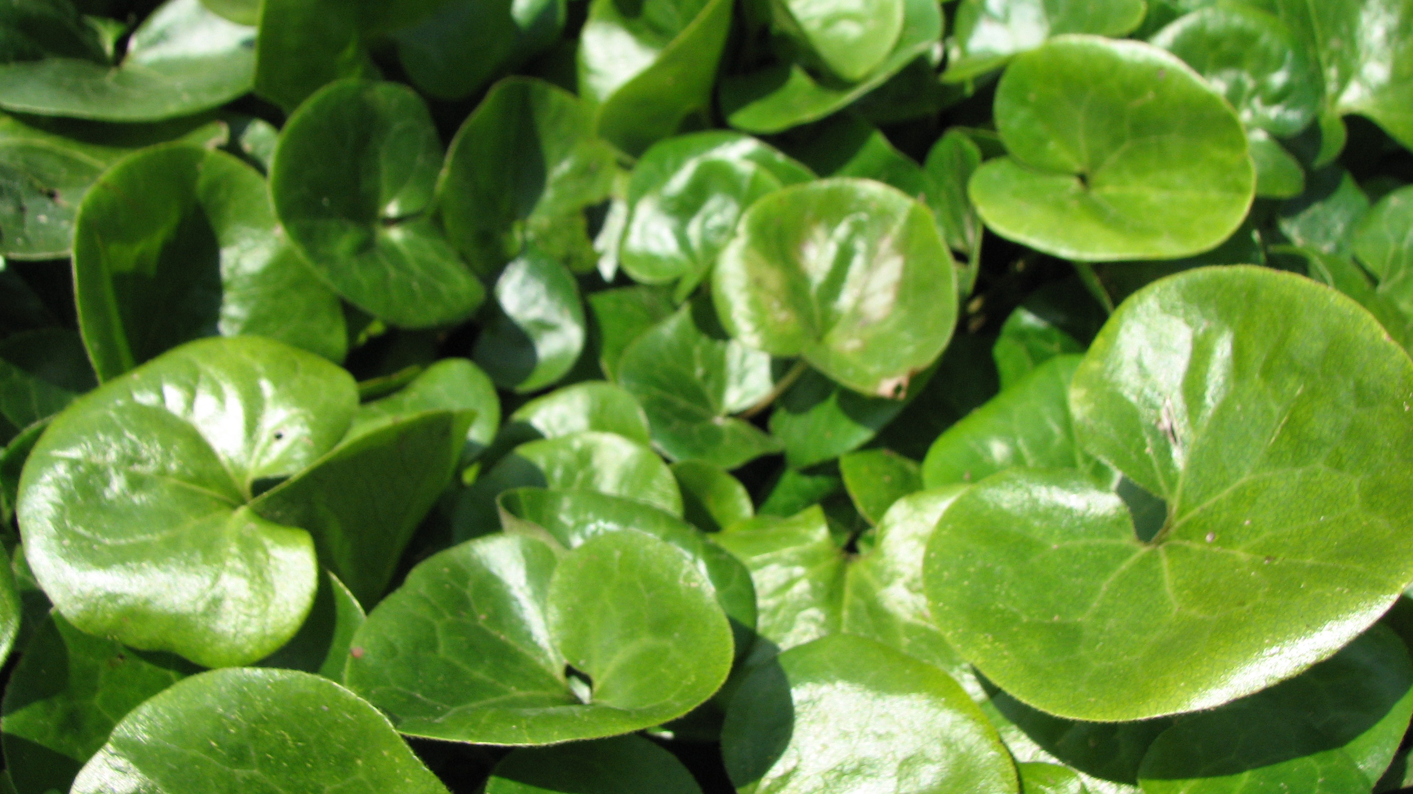 Gewöhnliche Haselwurz