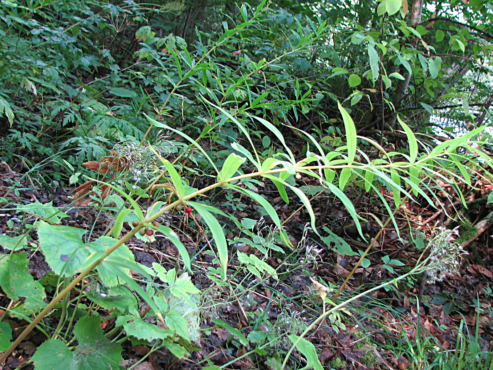 Quirlblättrige Weißwurz