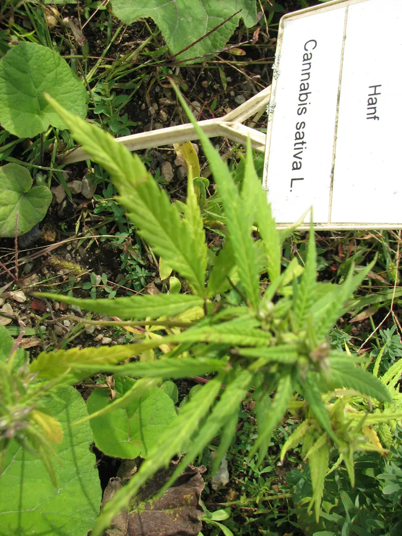 Soll der Hanfanbau wieder legalisiert werden?