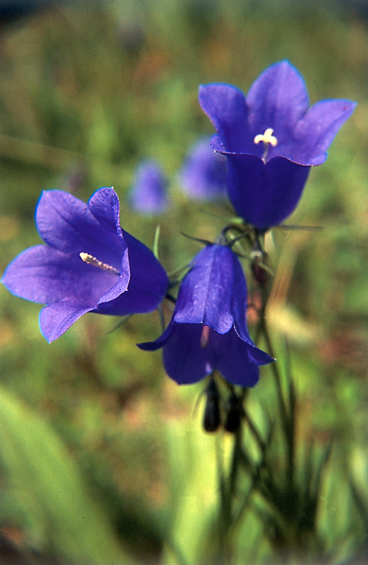 Scheuchzers Glockenblume