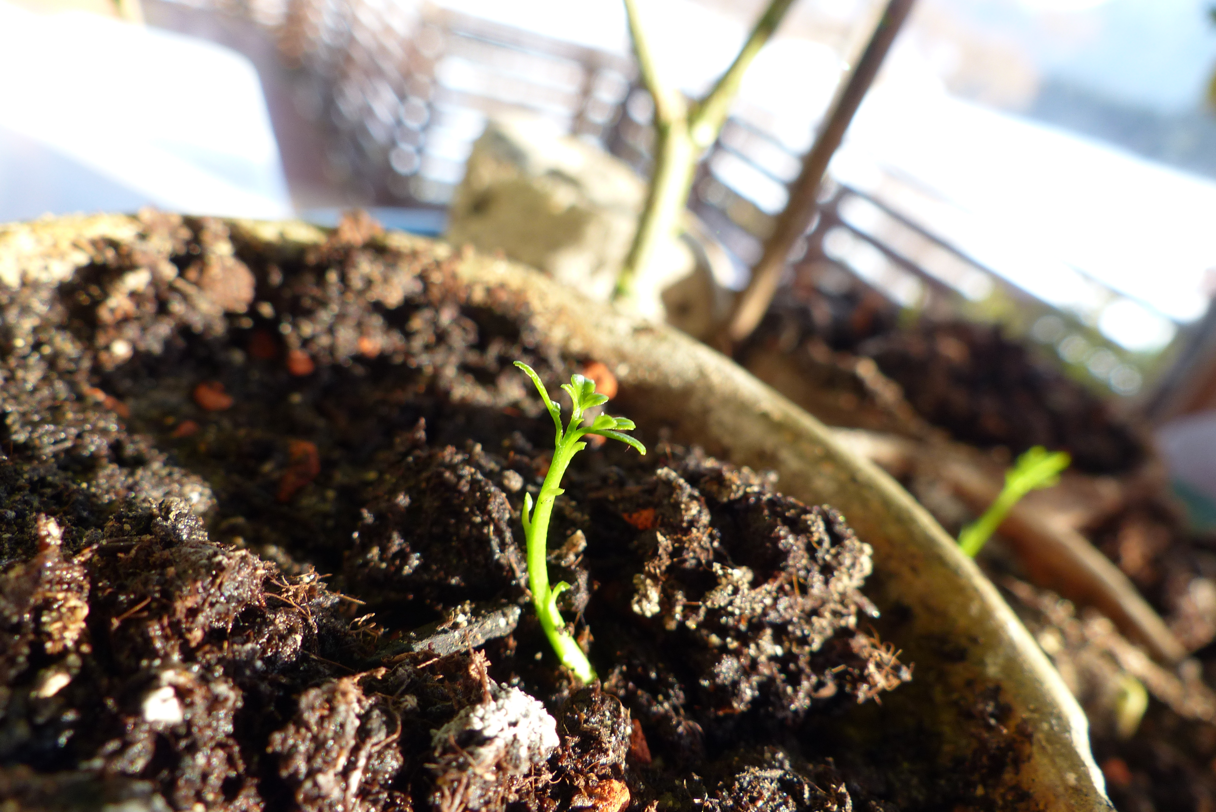 Dreiblättrige Orange