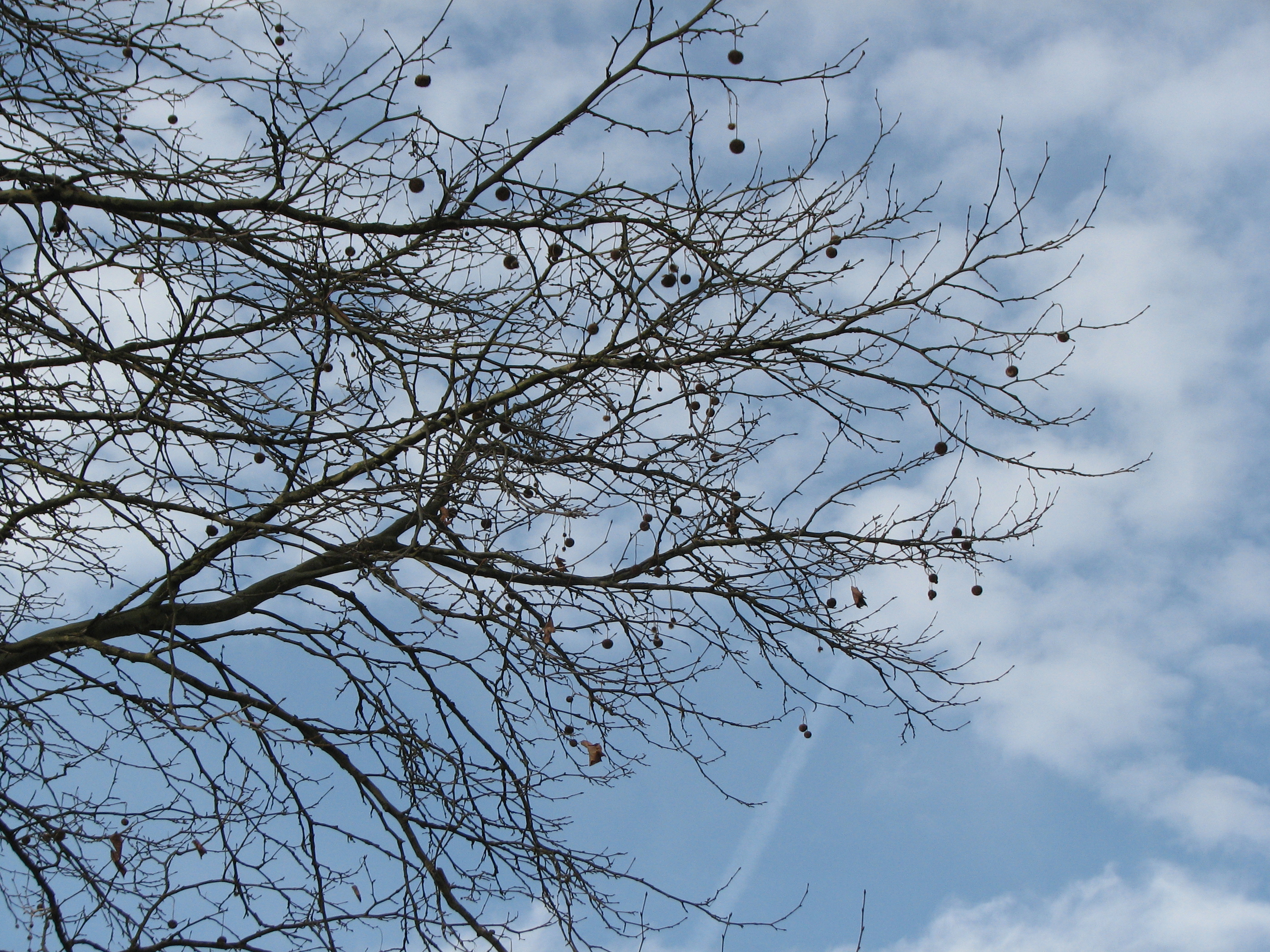 Morgenländische Platane
