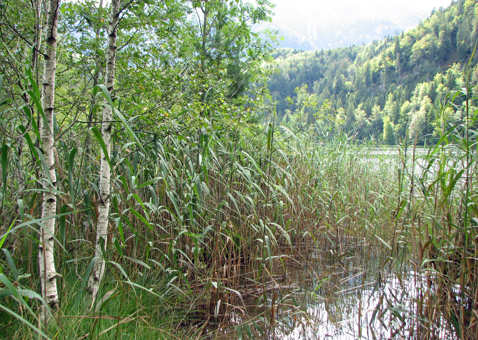 Schilfrohr