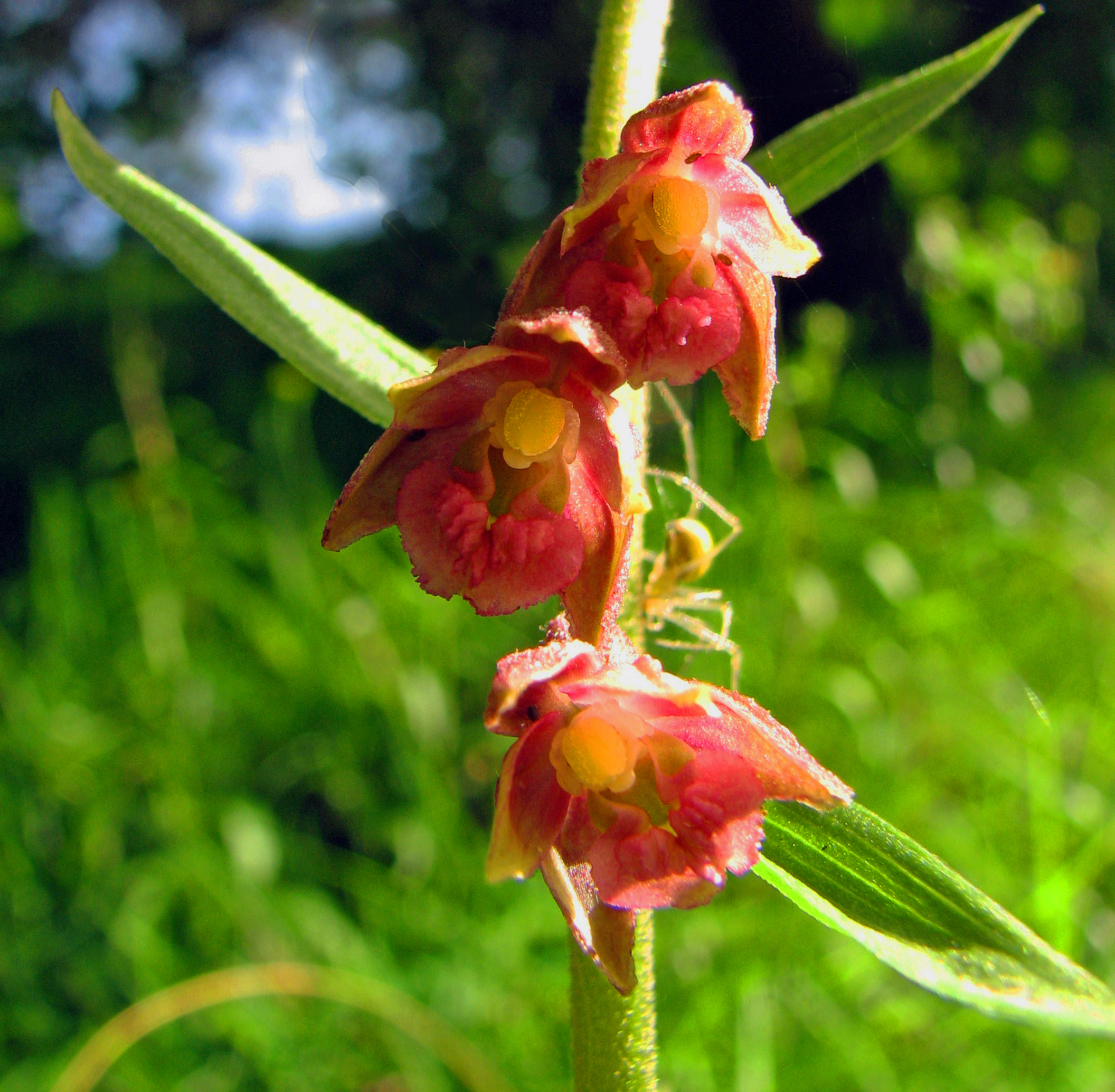 Braunrote Stendelwurz