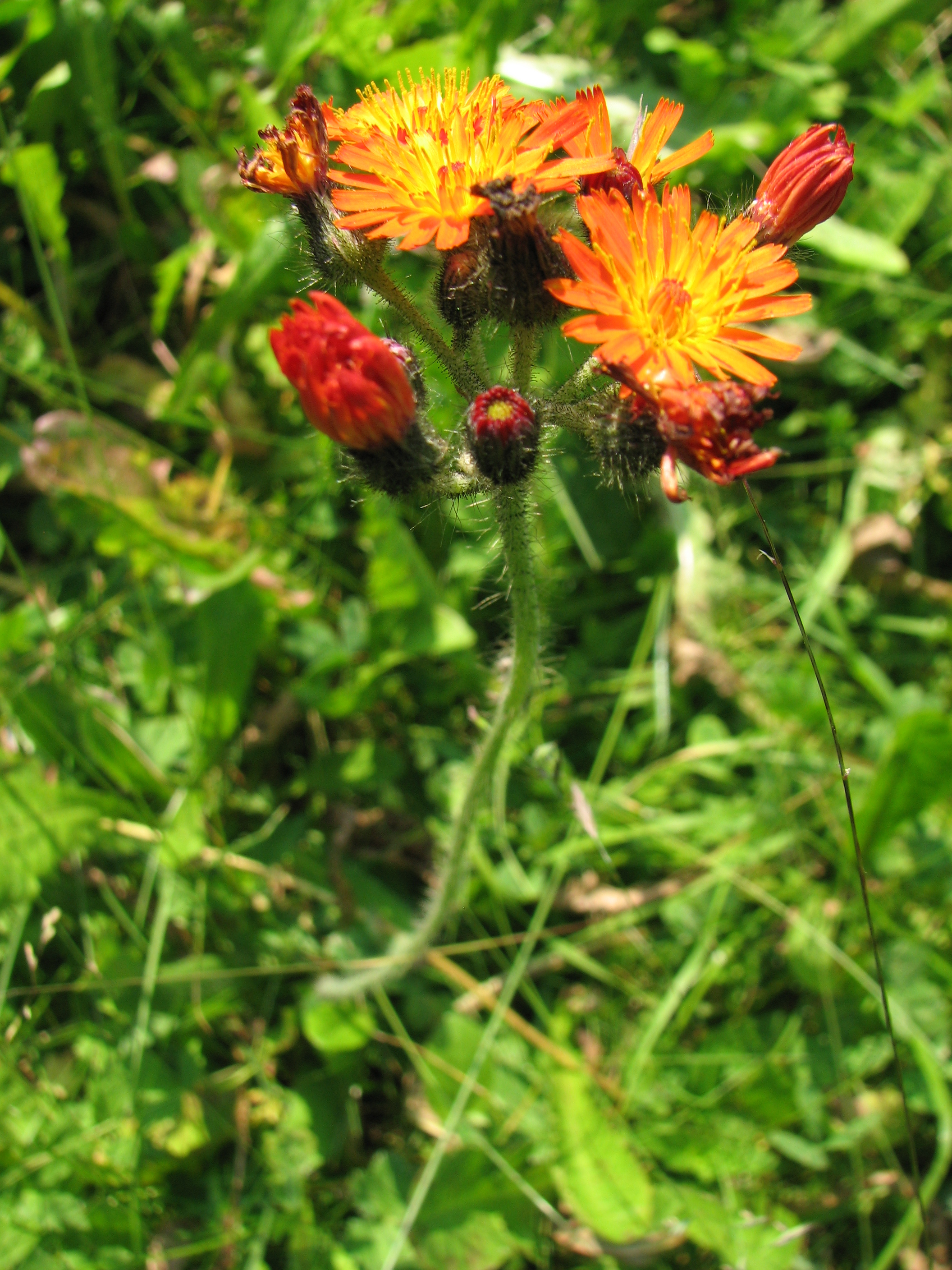 Orangerotes Habichtskraut