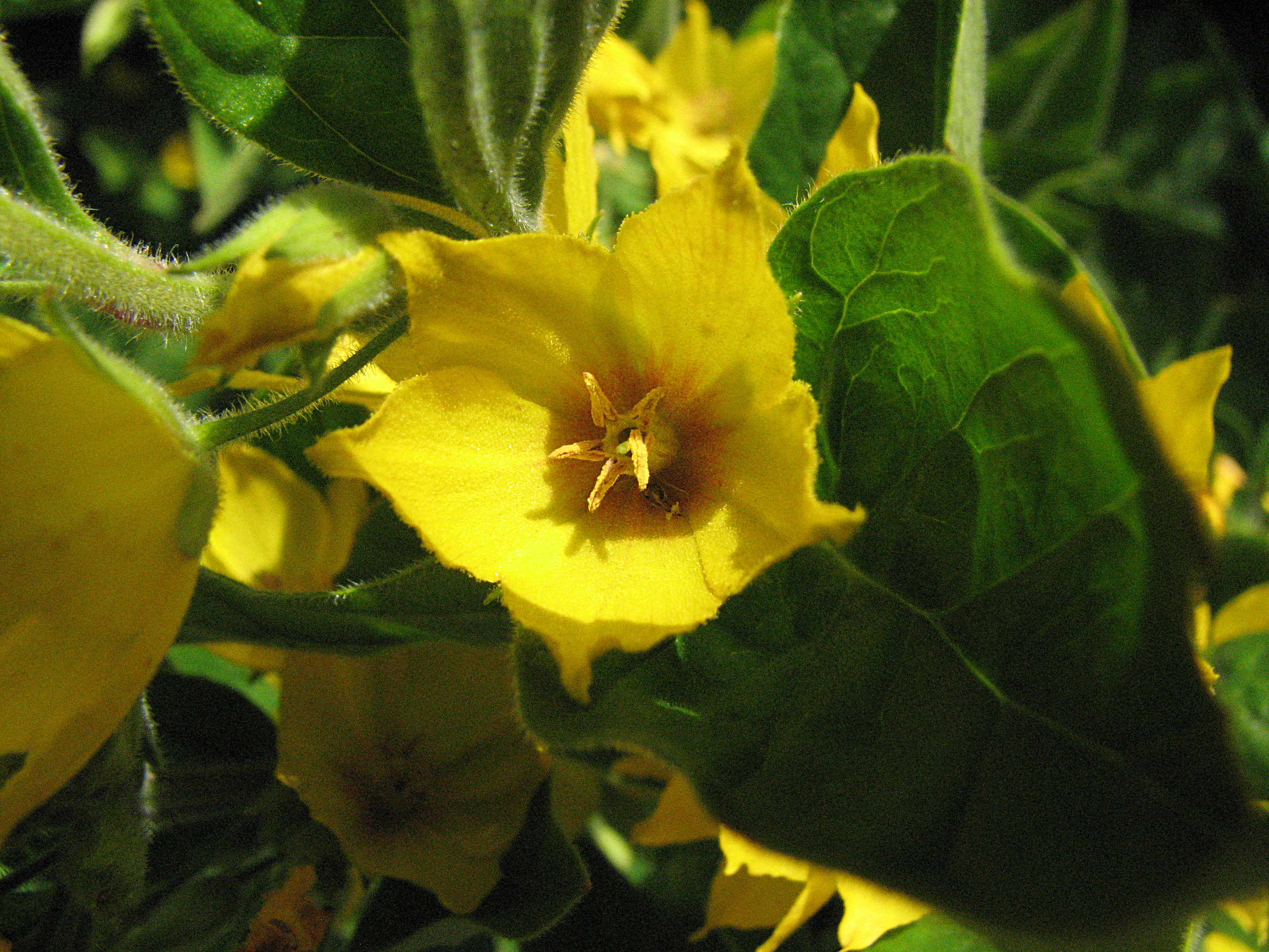 Goldfelberich