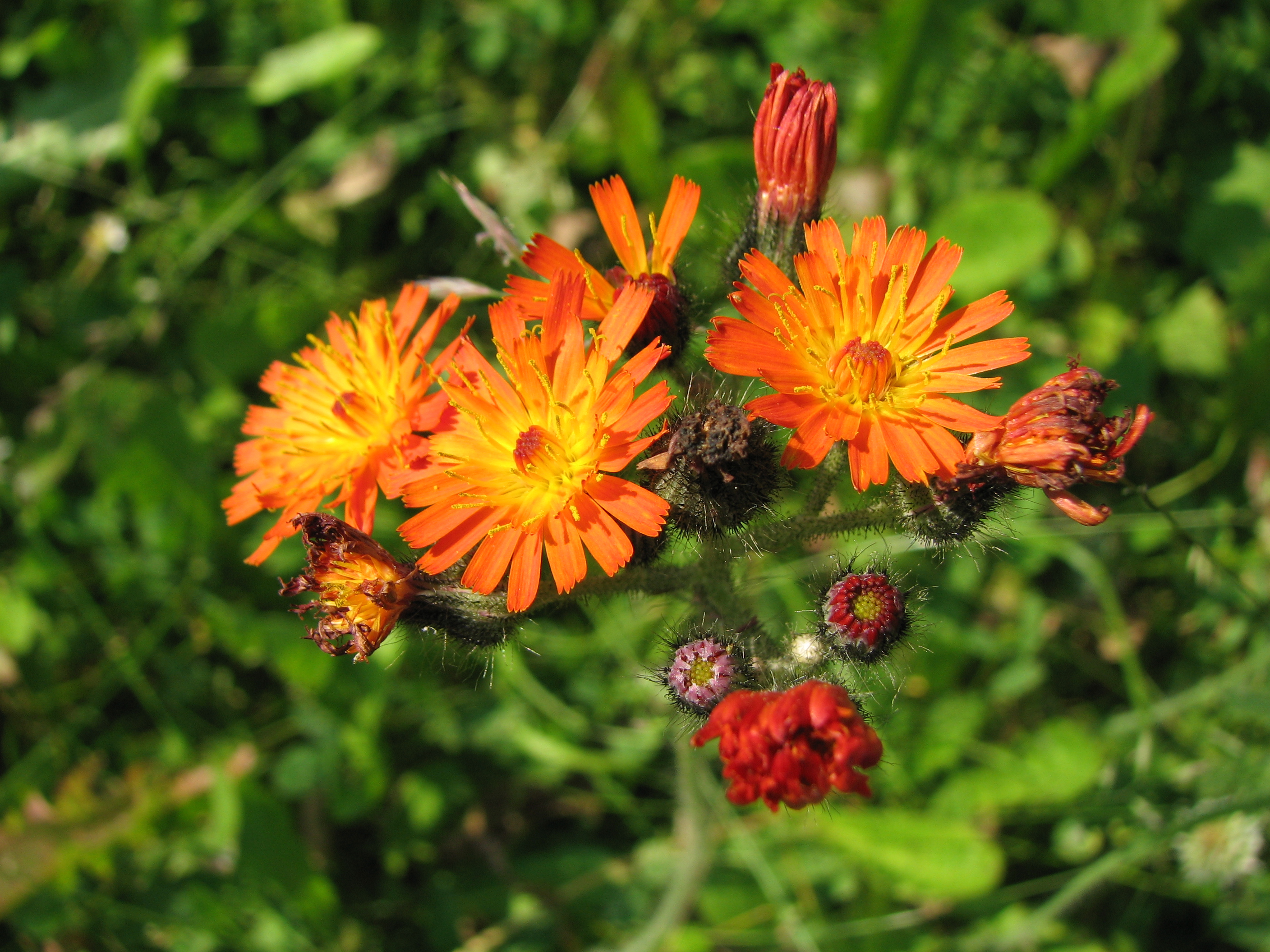 Orangerotes Habichtskraut