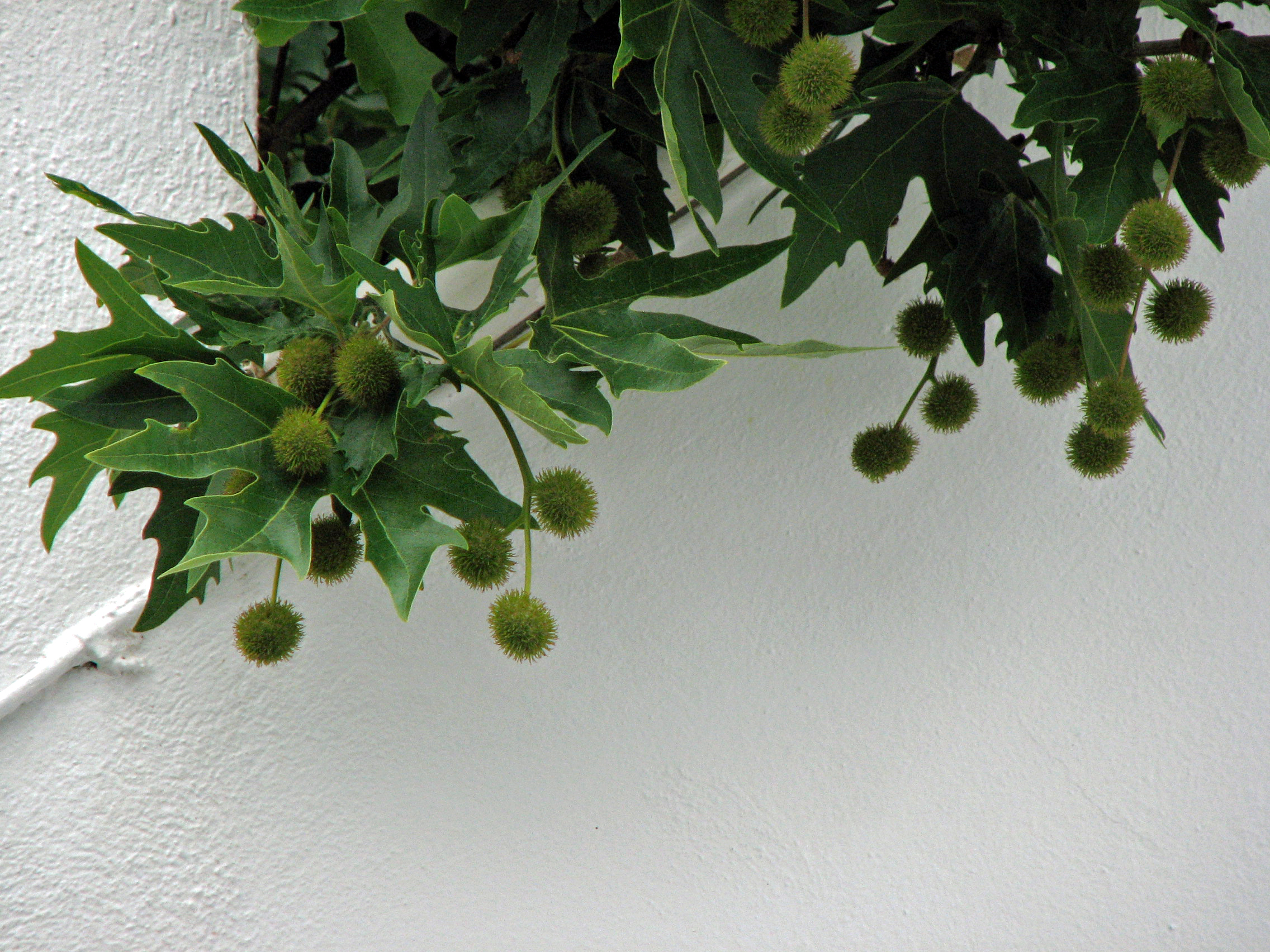 Morgenländische Platane