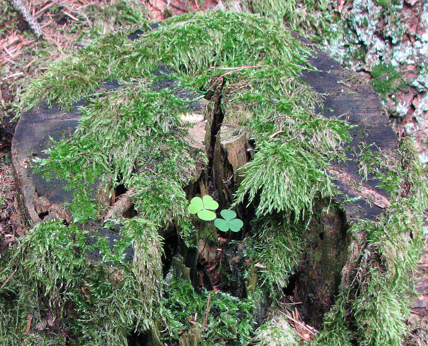Waldsauerklee