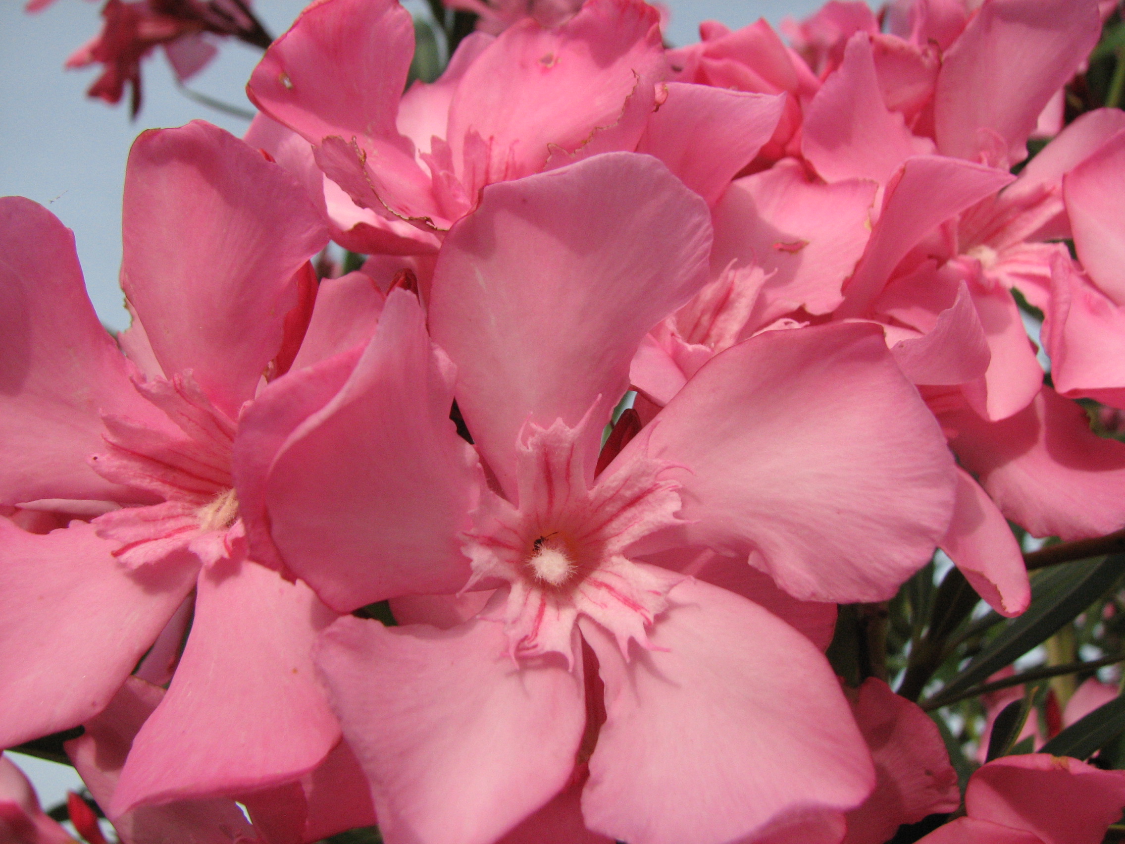 Oleander