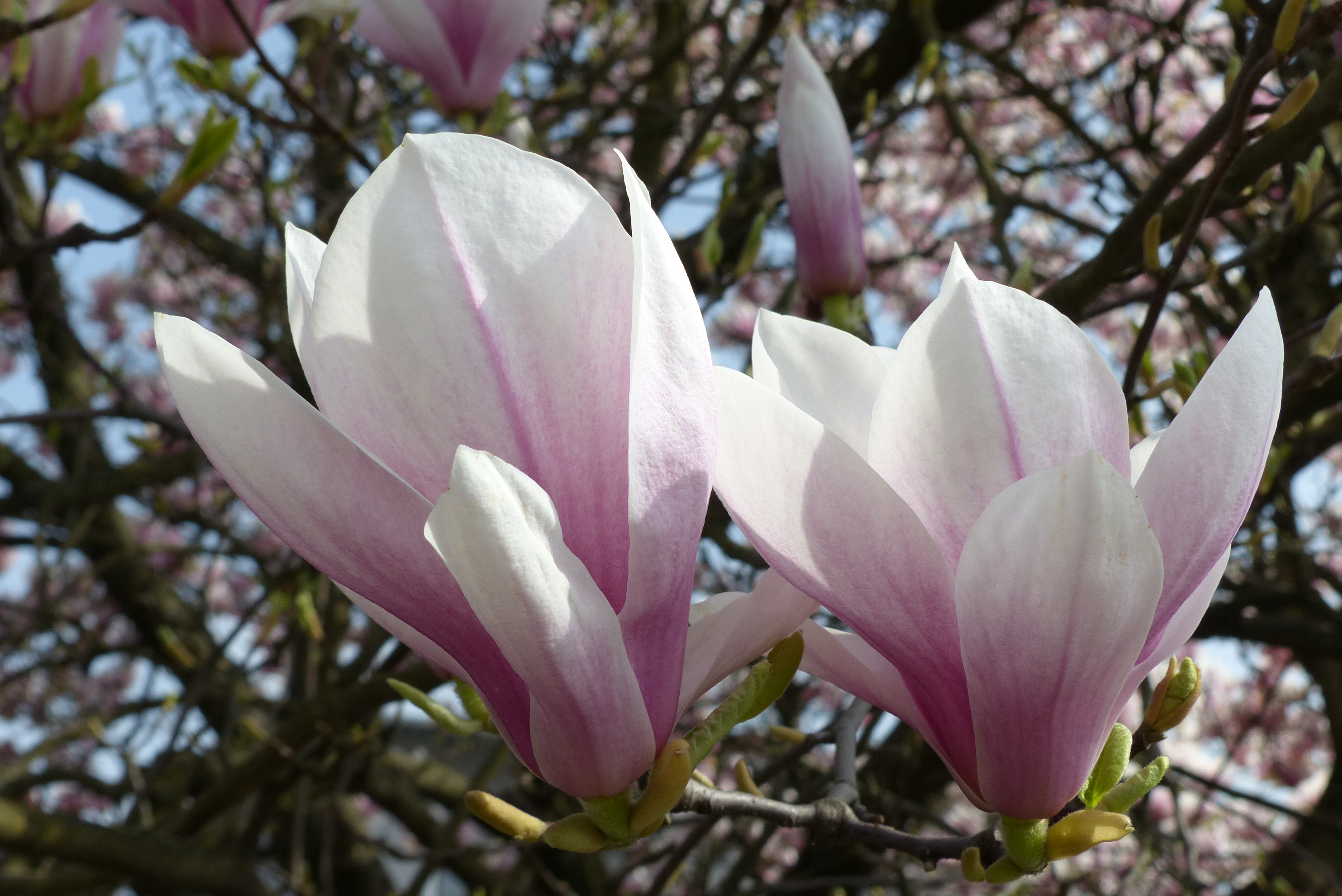 Tulpenmagnolie