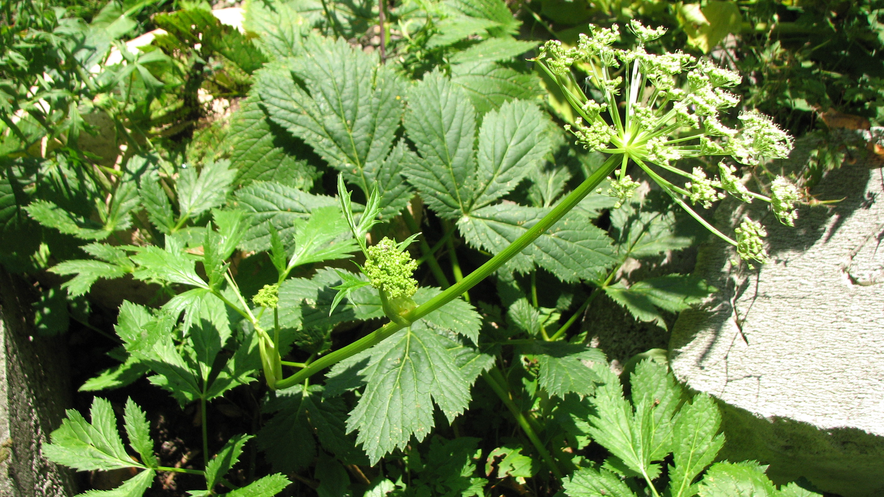 Meisterwurz