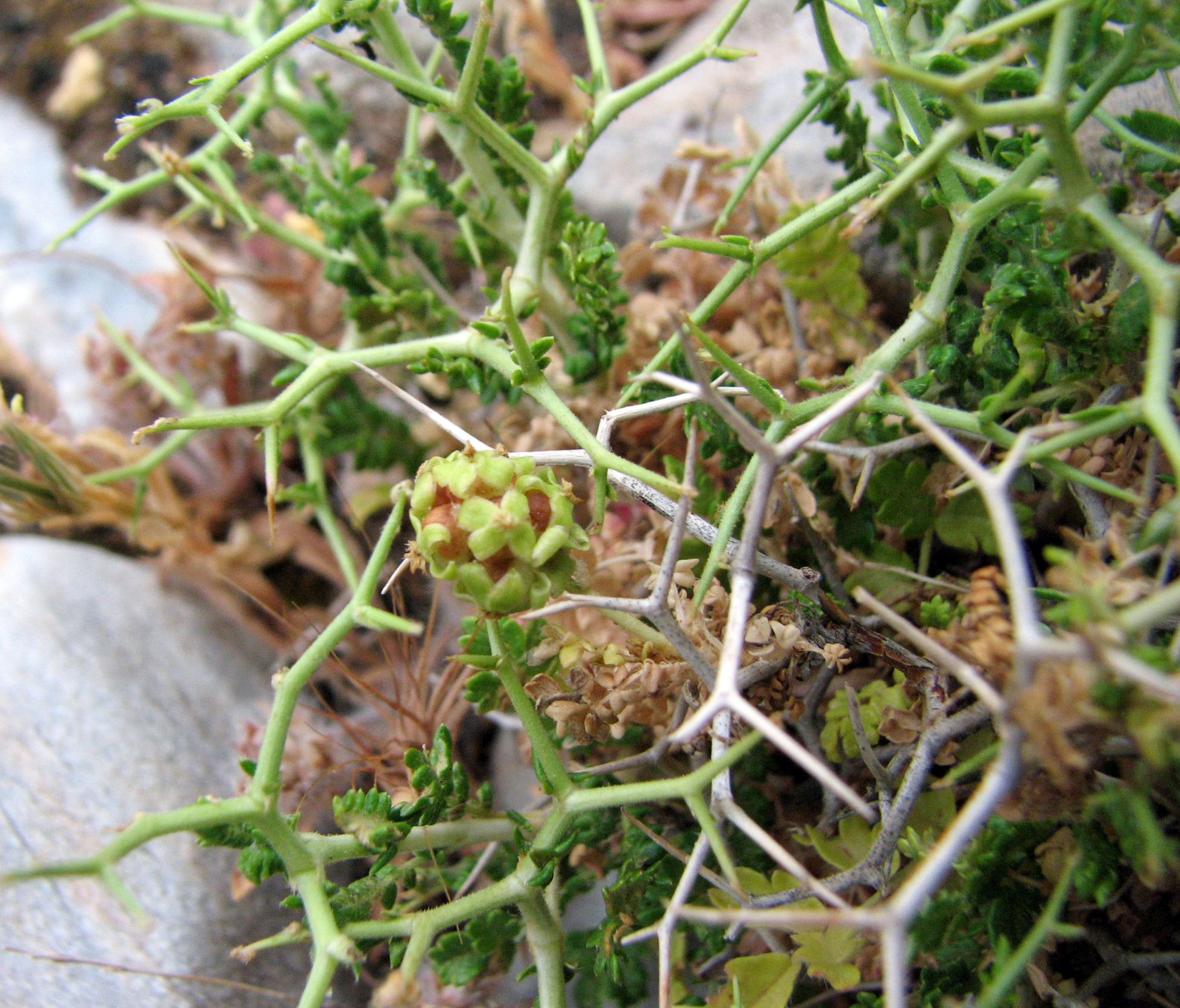 Dornige Bibernelle