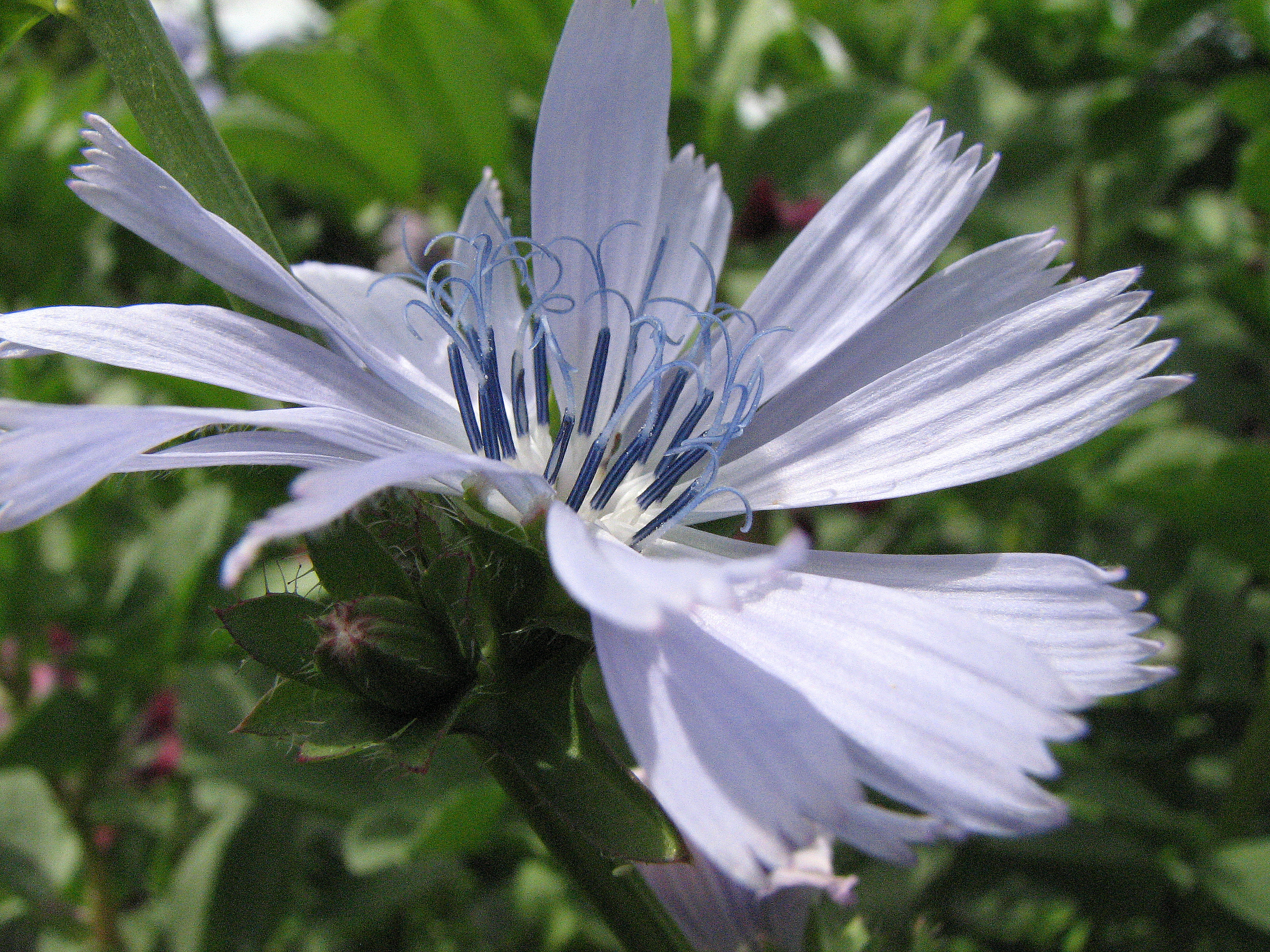 Endivie
