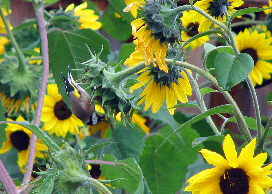 Sonnenblume