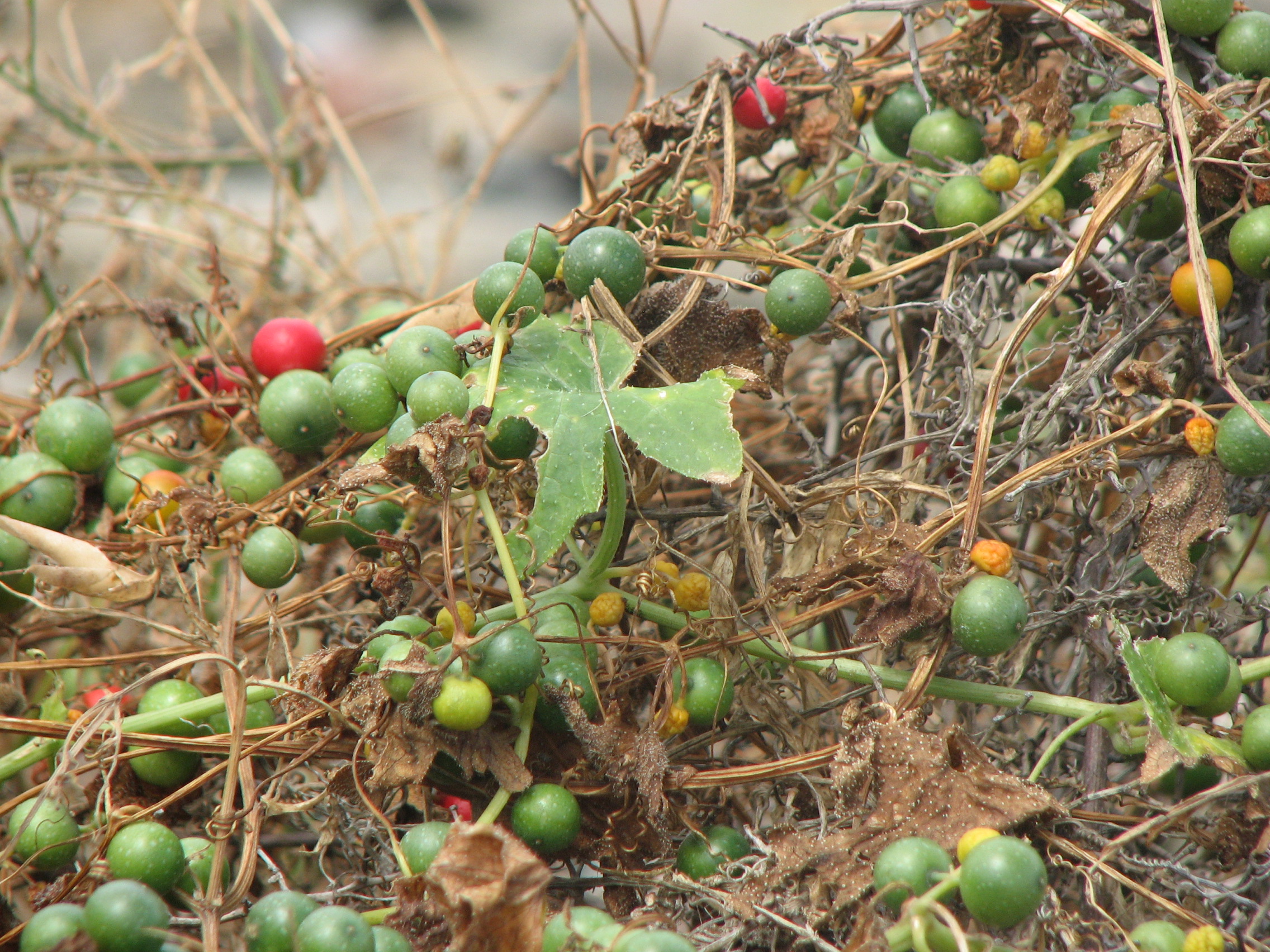 Rotfrüchtige Zaunrübe