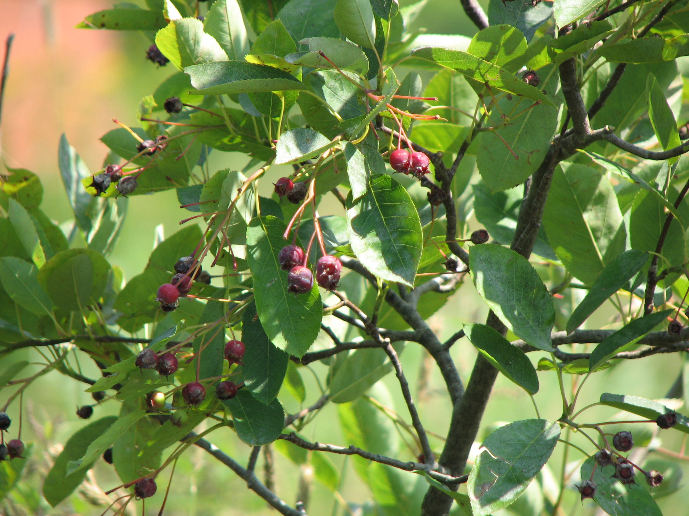 Kupferfelsenbirne