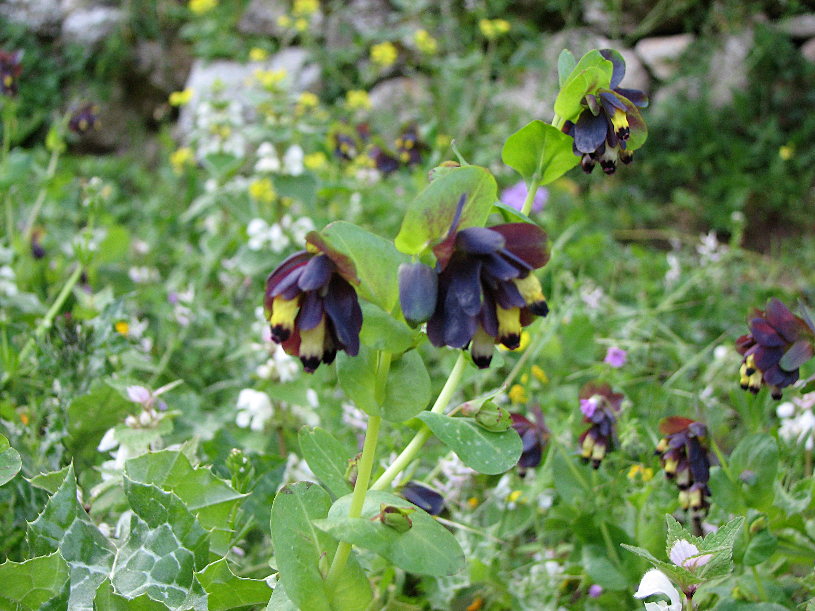 Große Wachsblume