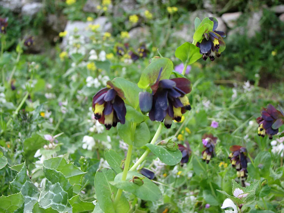 Große Wachsblume
