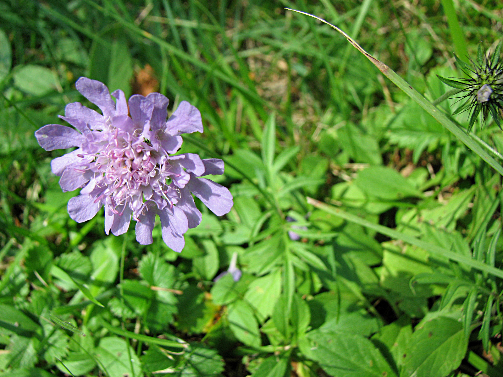 Taubenskabiose