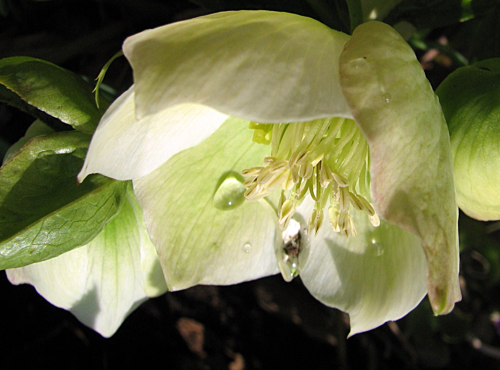 Christrose