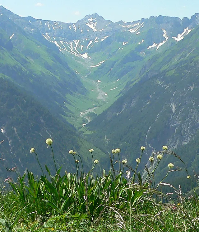 Welche Pflanze ist das?