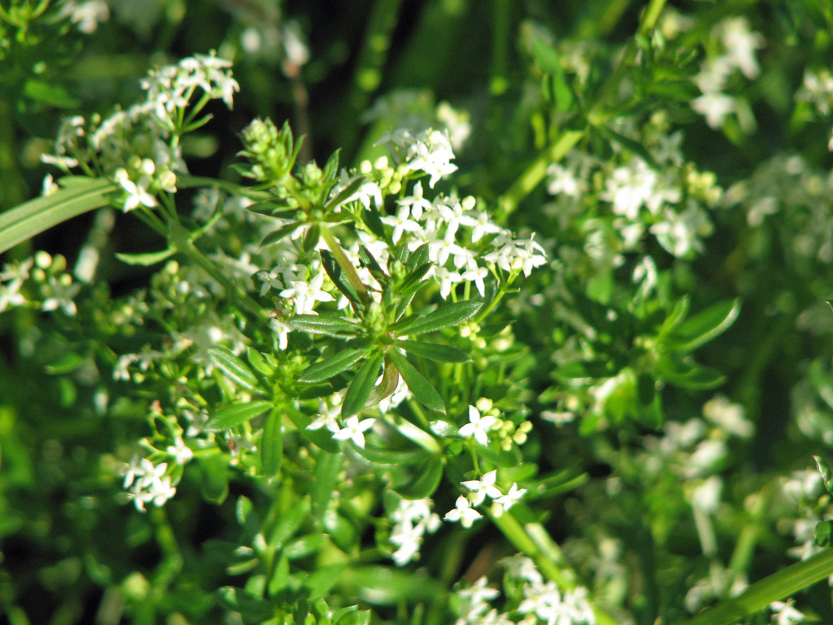 Wiesenlabkraut
