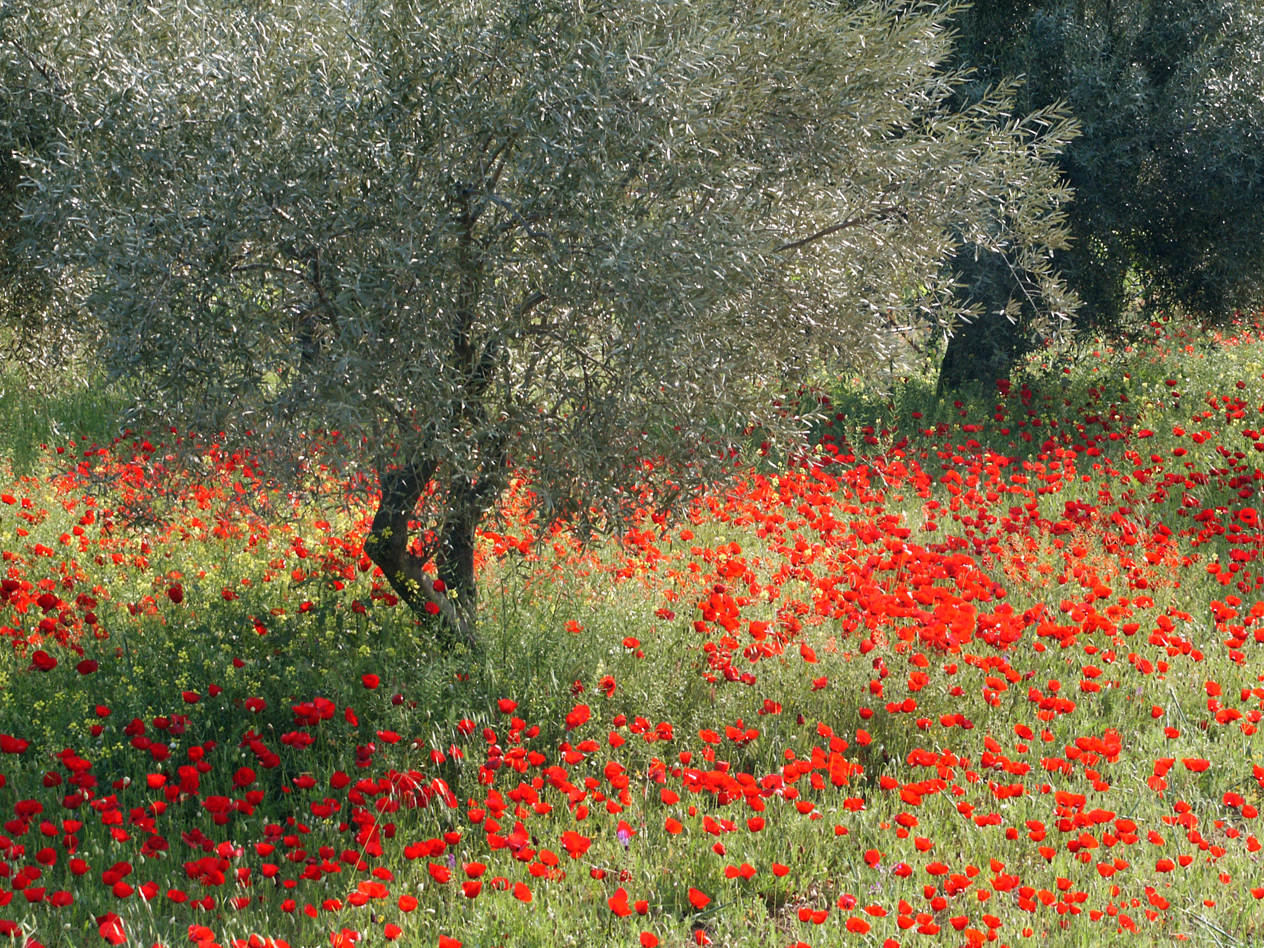 Klatschmohn