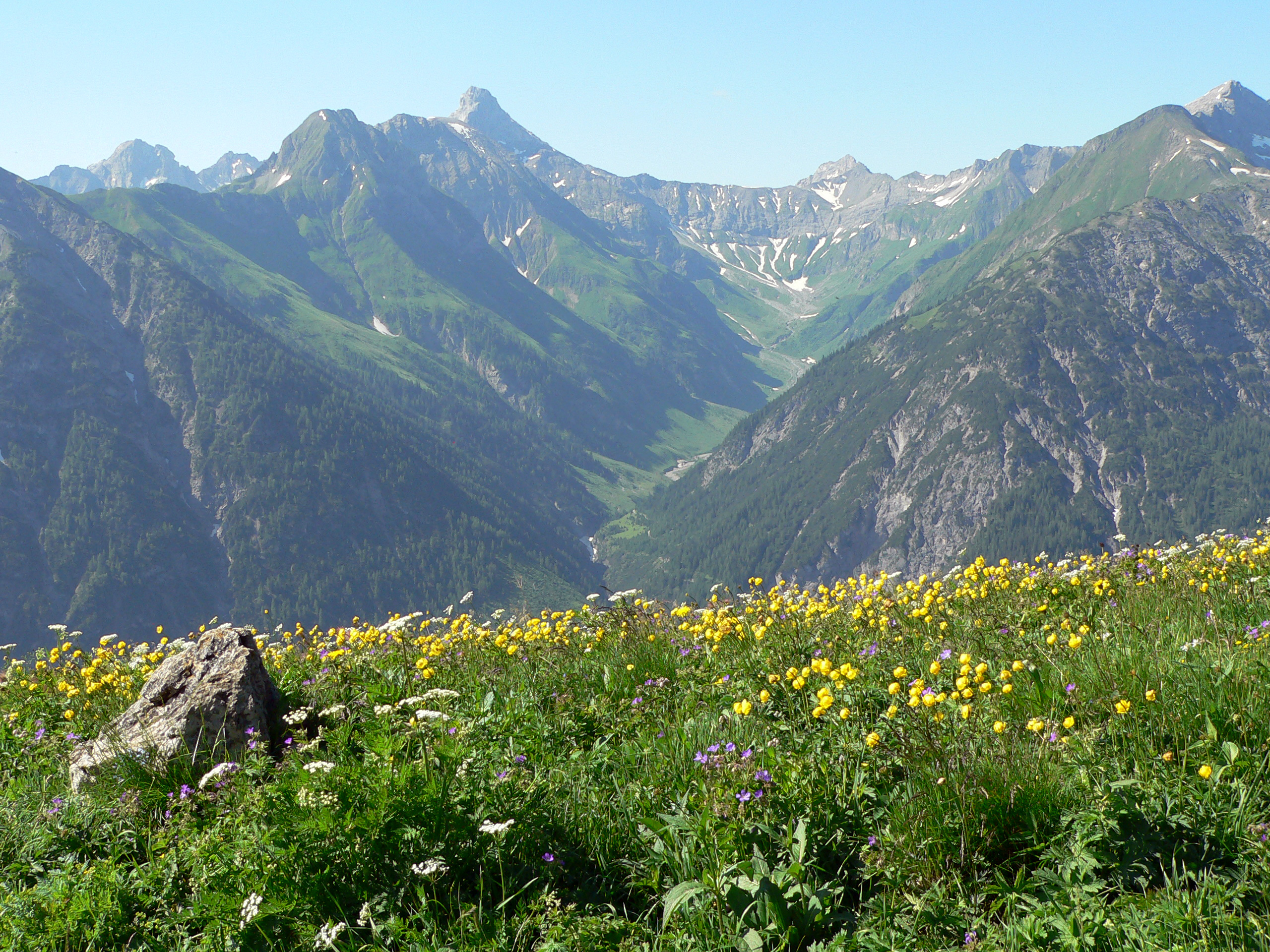 Trollblume
