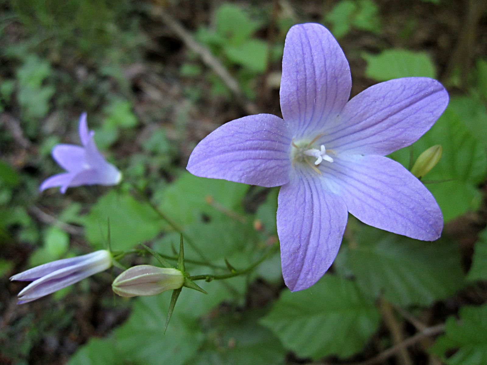 Wiesenglockenblume