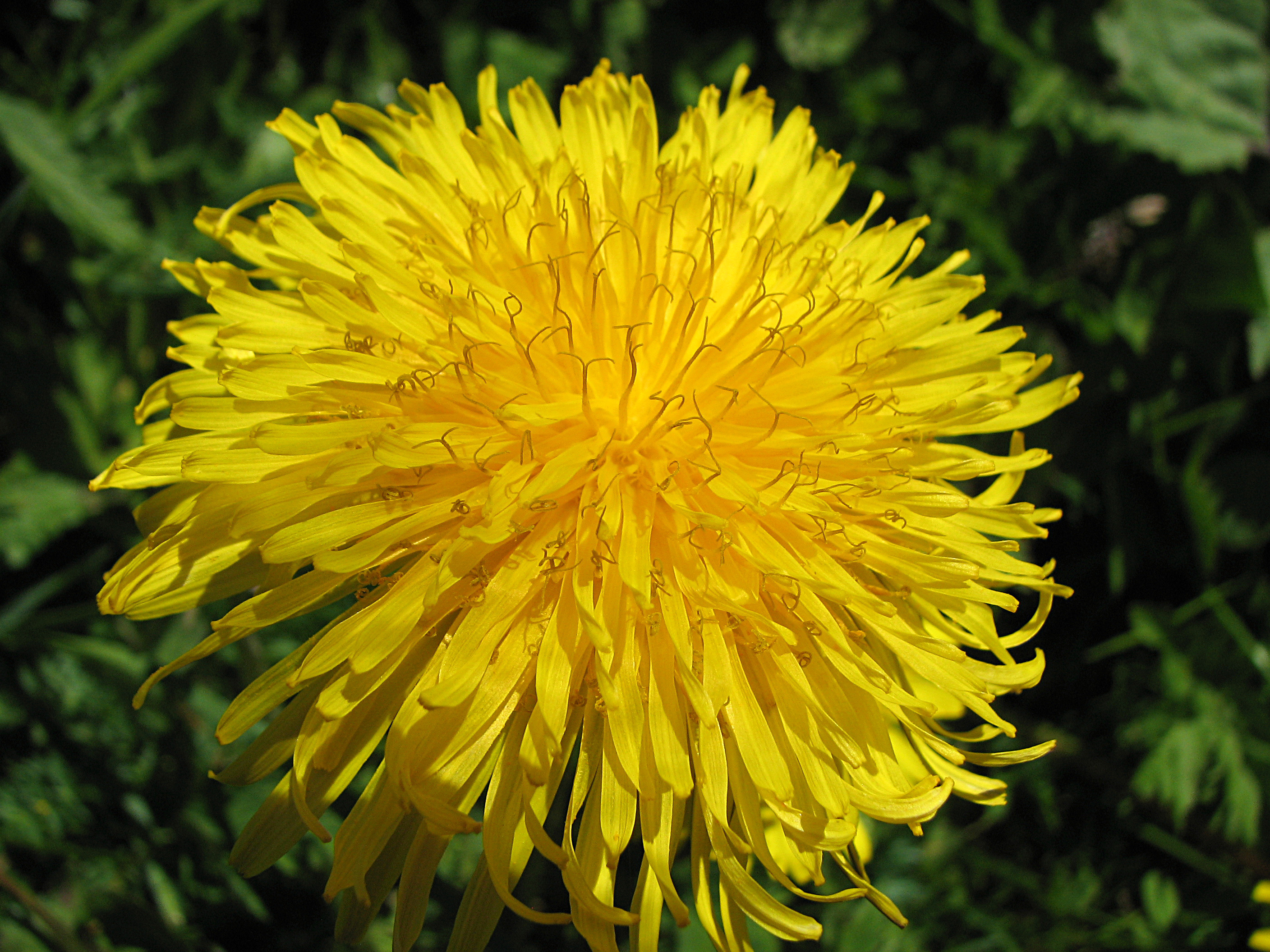 Gewöhnlicher Löwenzahn