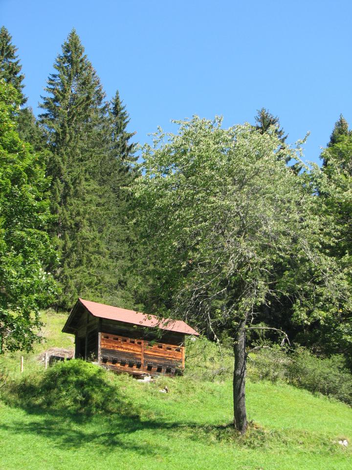 Vogelkirsche