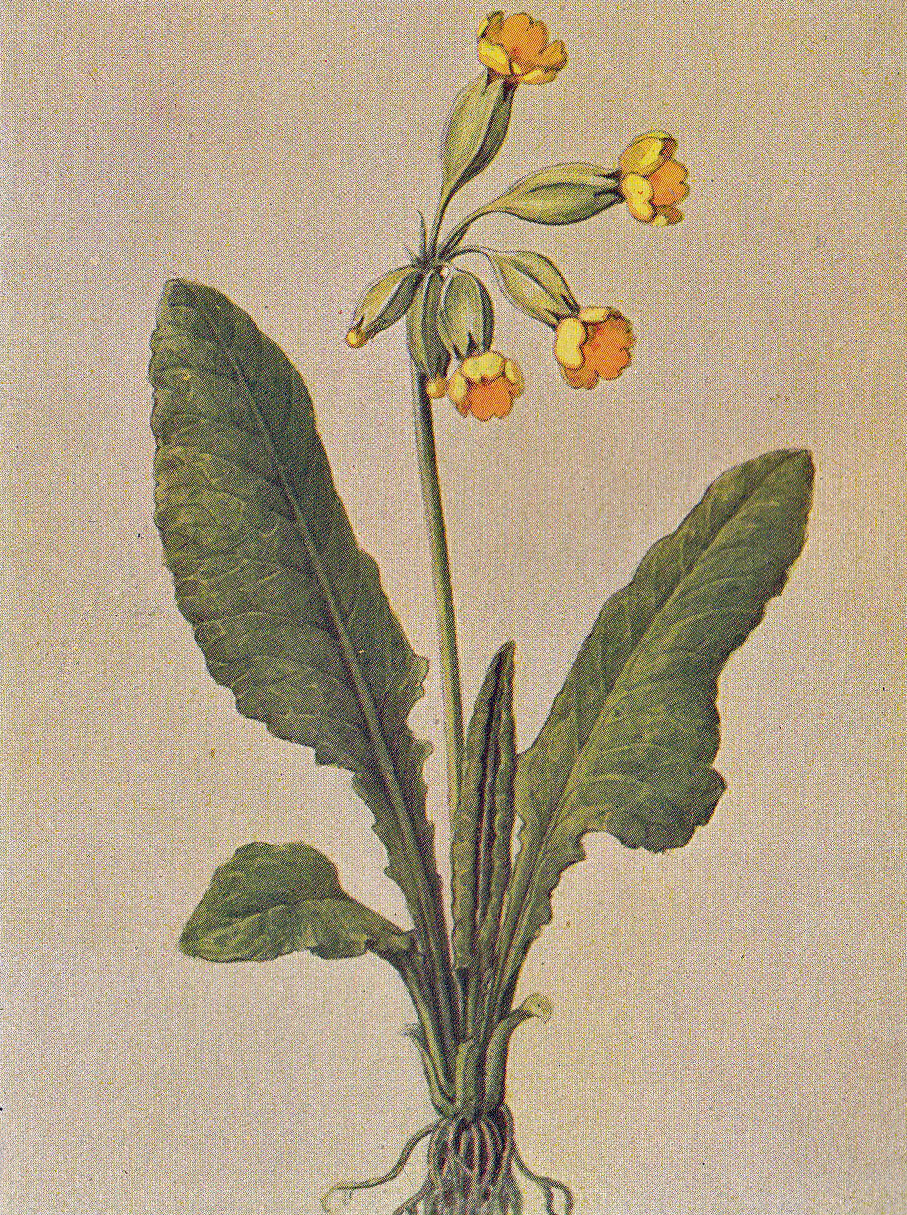 Echte Schlüsselblume