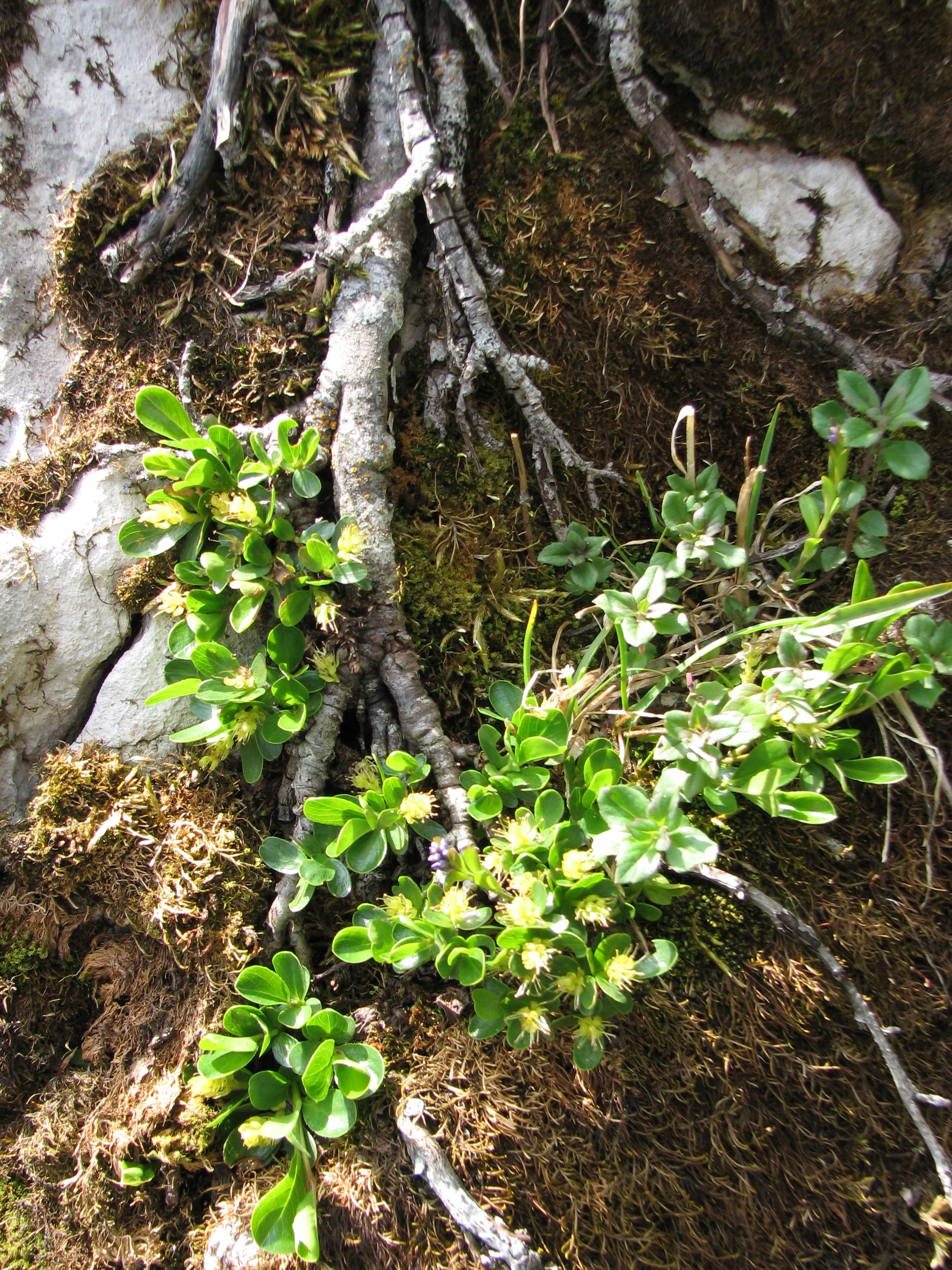 Stumpfblättrige Weide