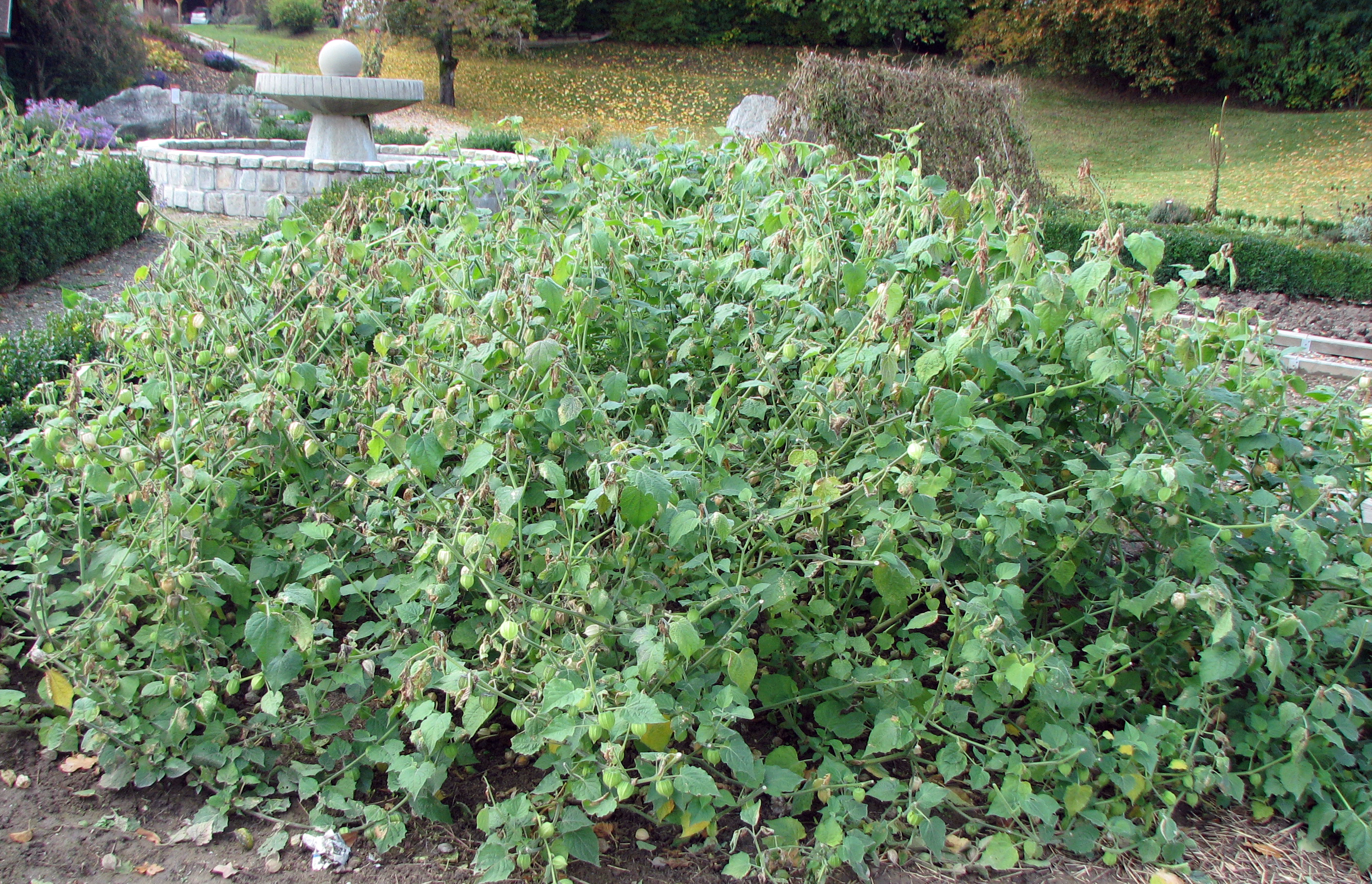 Andenbeere