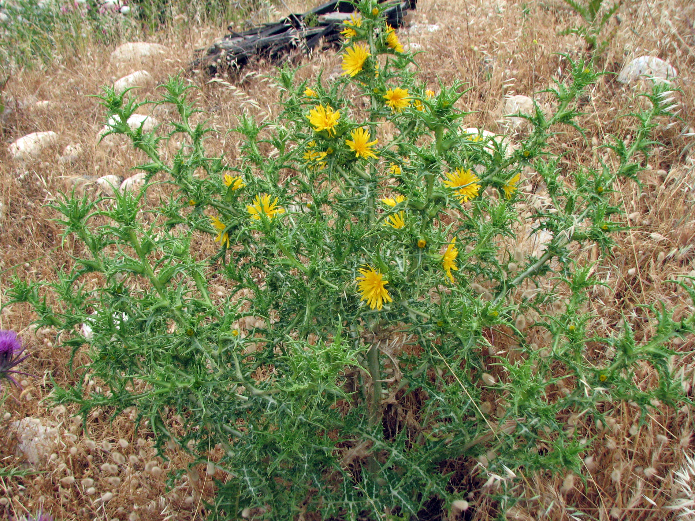 Spanische Golddistel