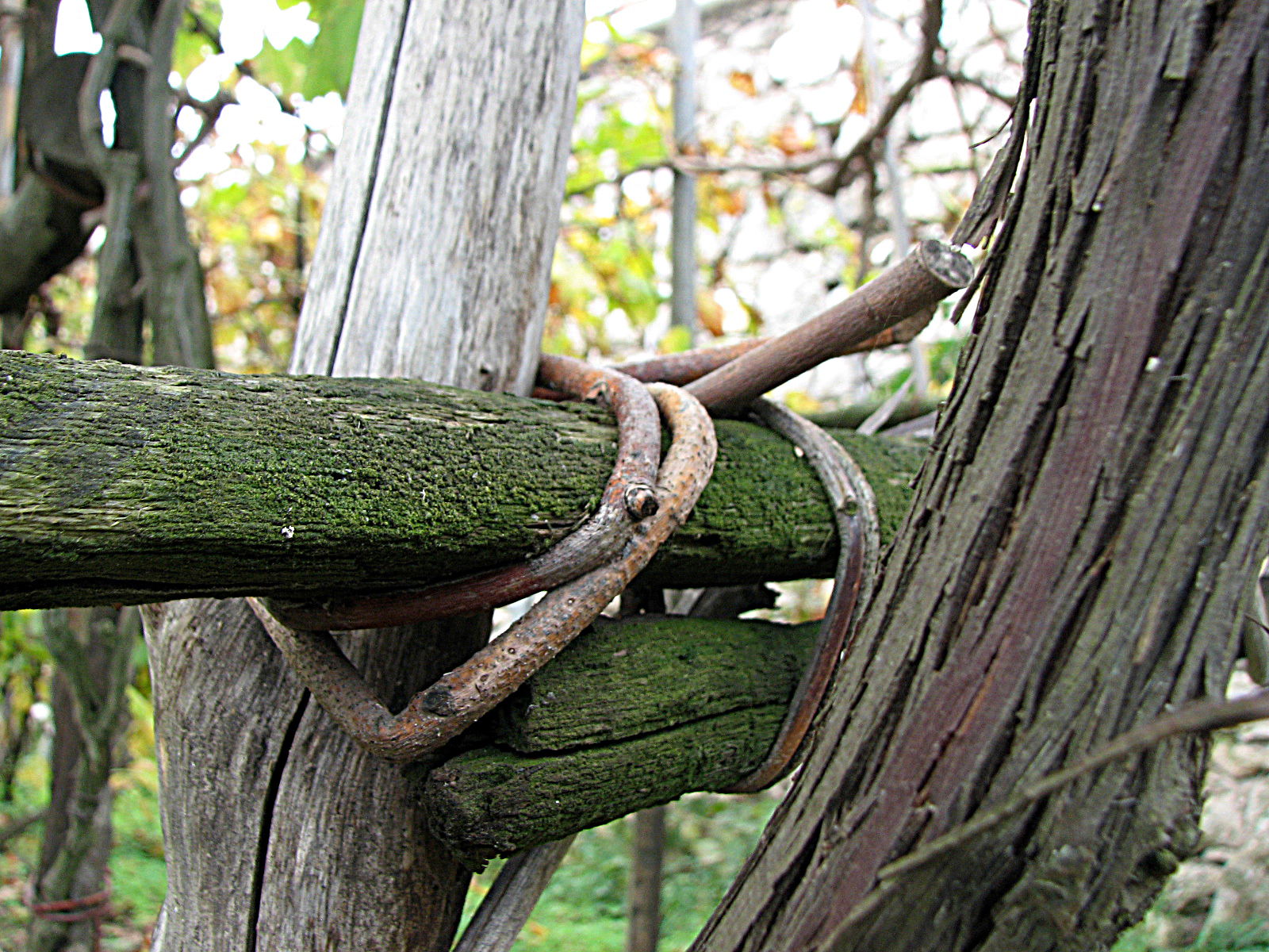 Weinrebe