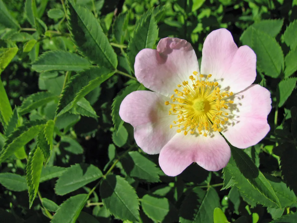 Hundsrose-Wildrose