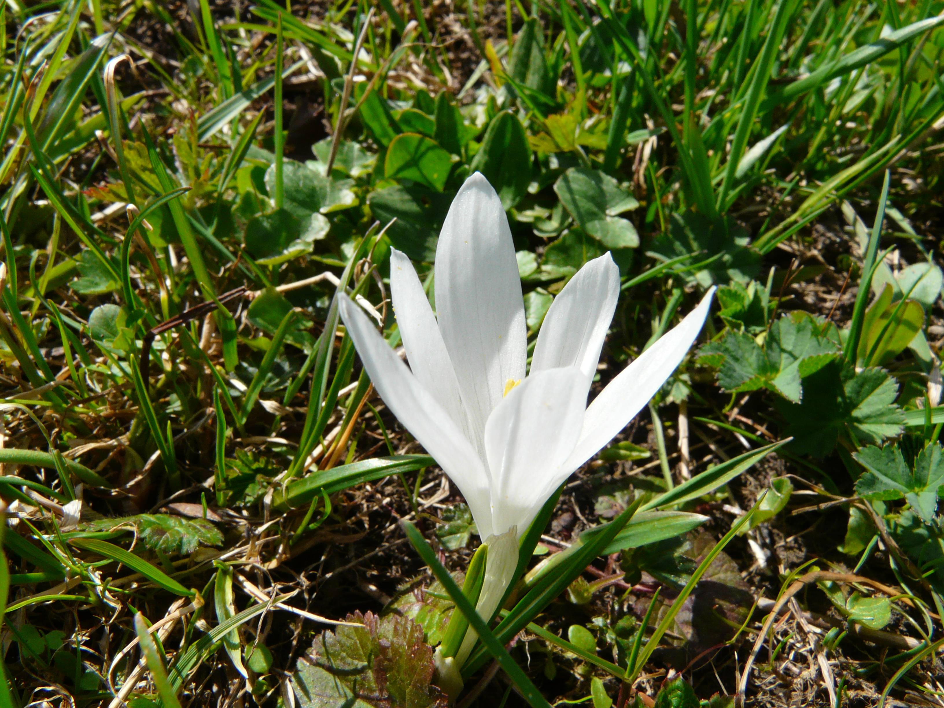 Frühlingskrokus