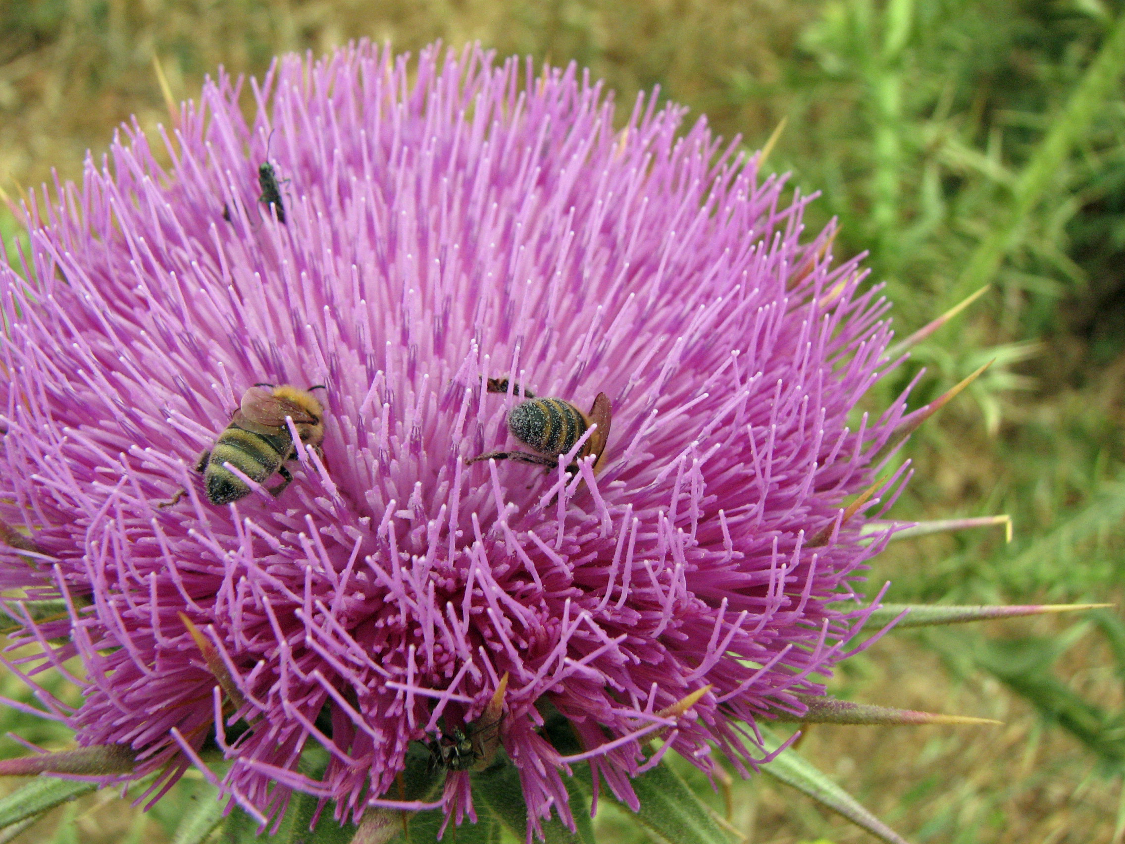 Eselsdistel