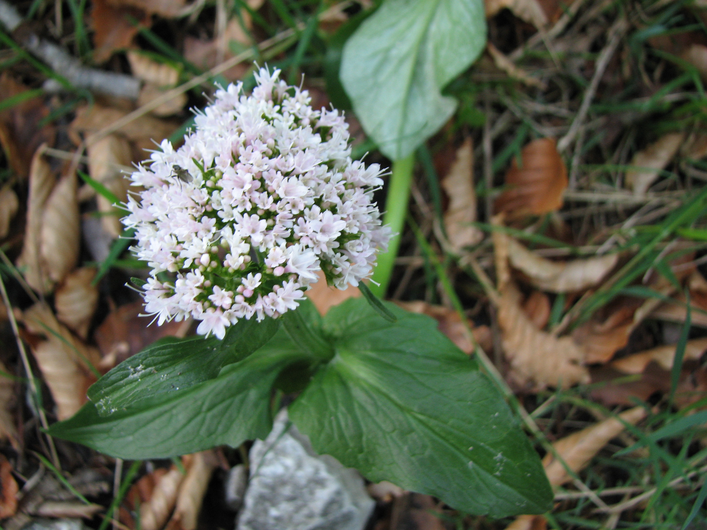 Bergbaldrian