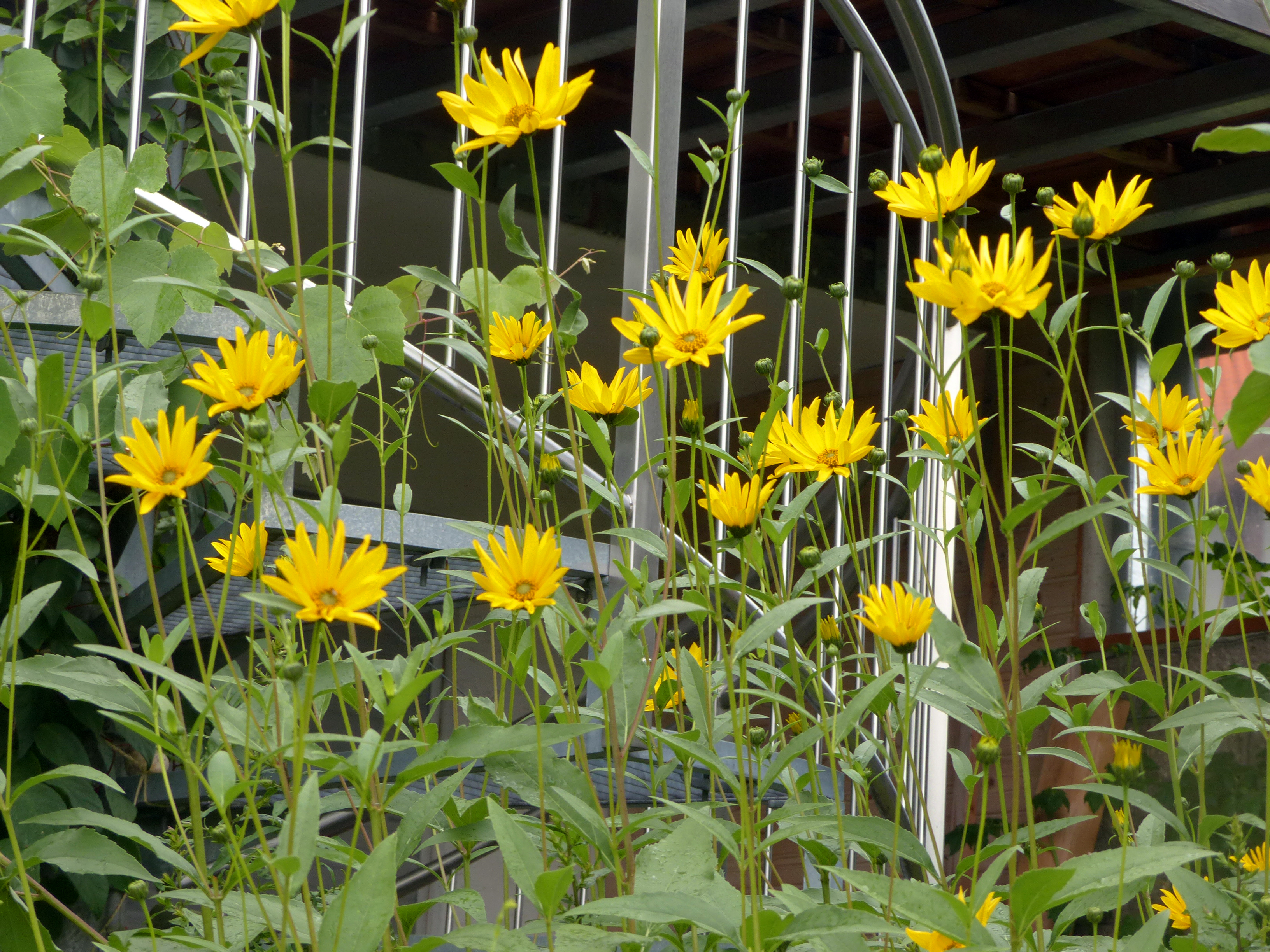 Armblütige Sonnenblume