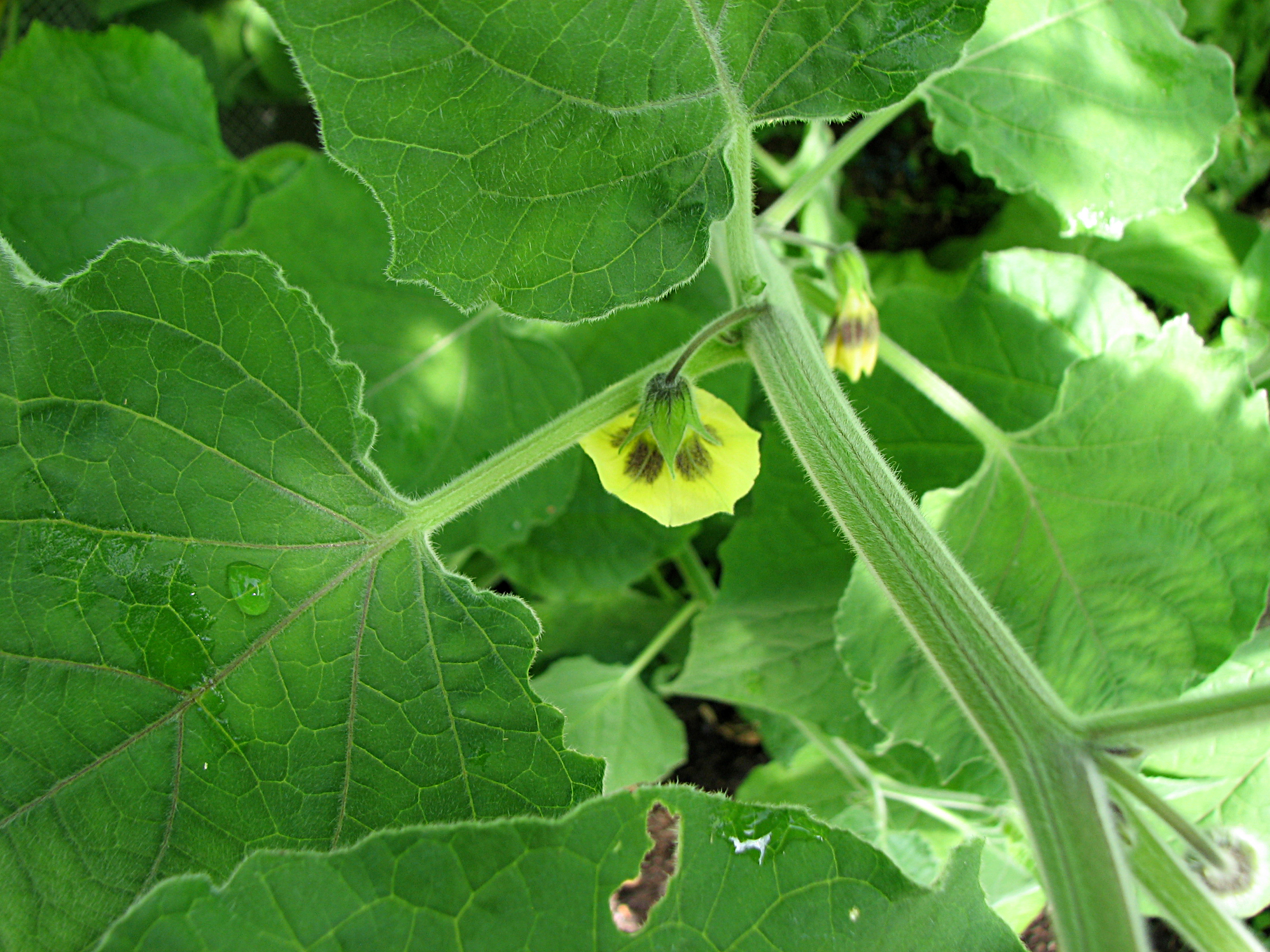 Andenbeere