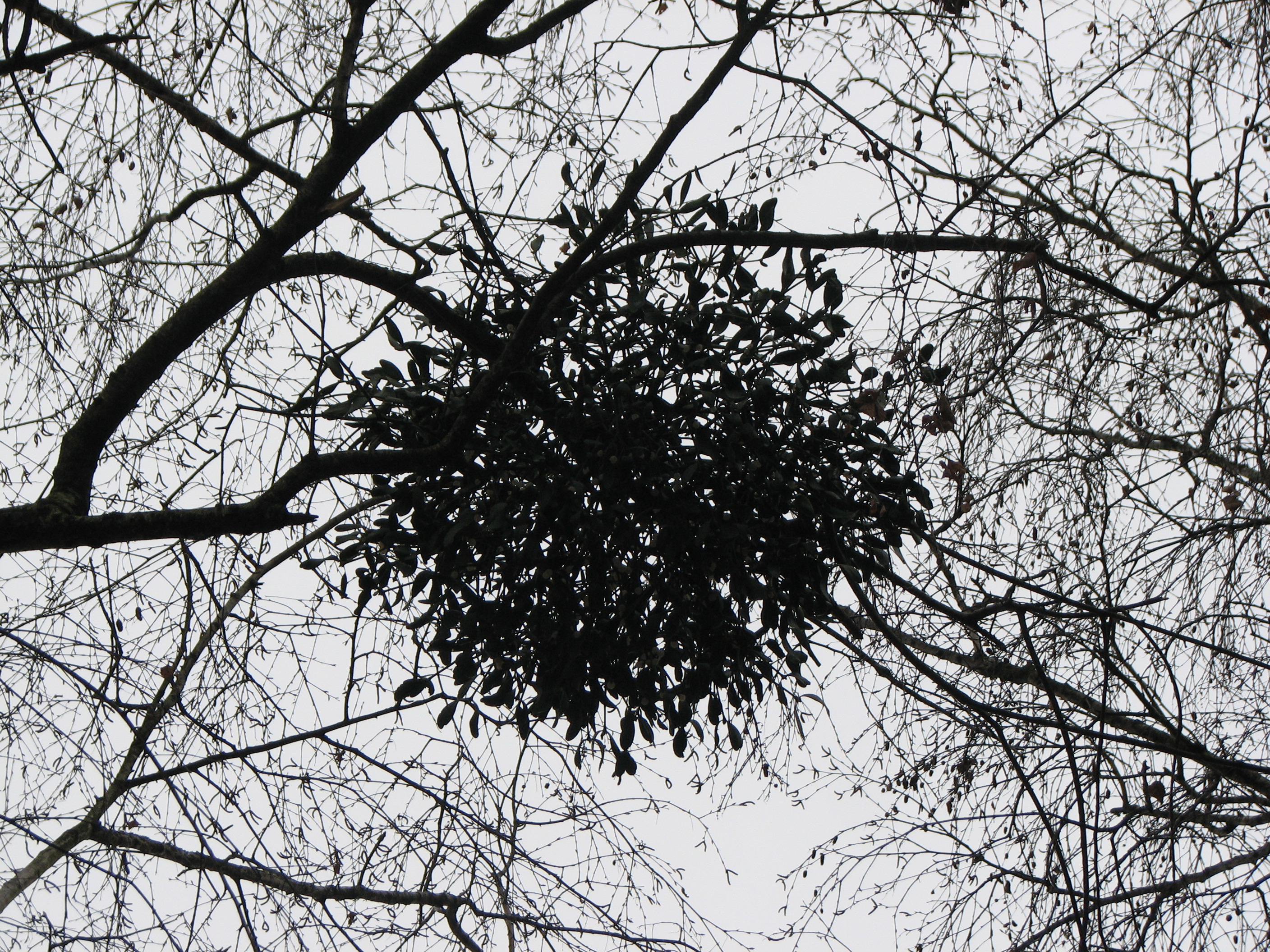 Mistel