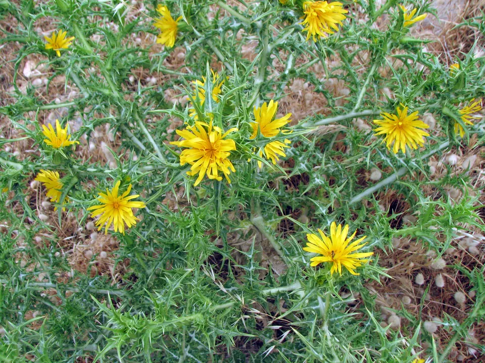 Spanische Golddistel