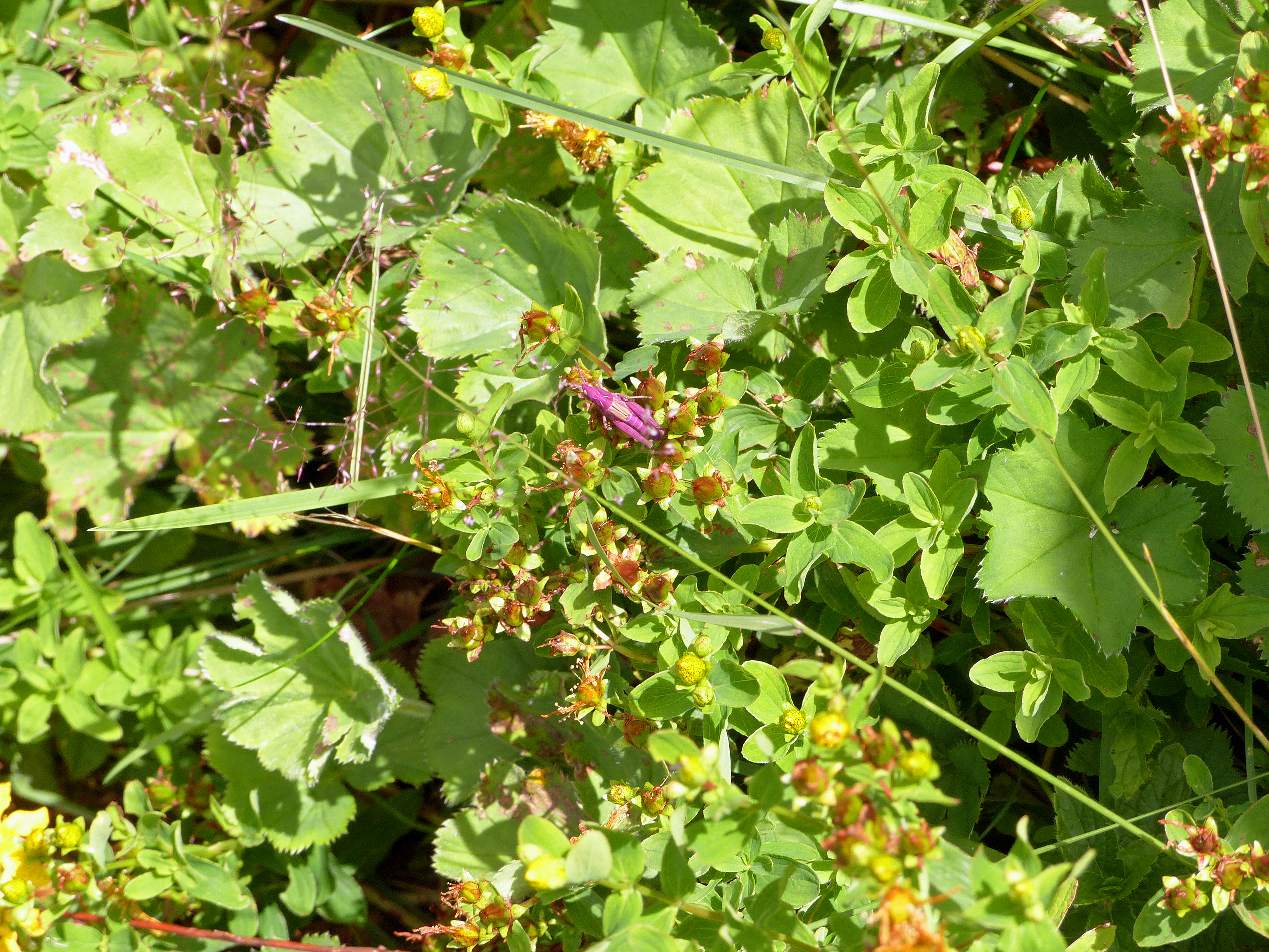 Geflecktes Johanniskraut
